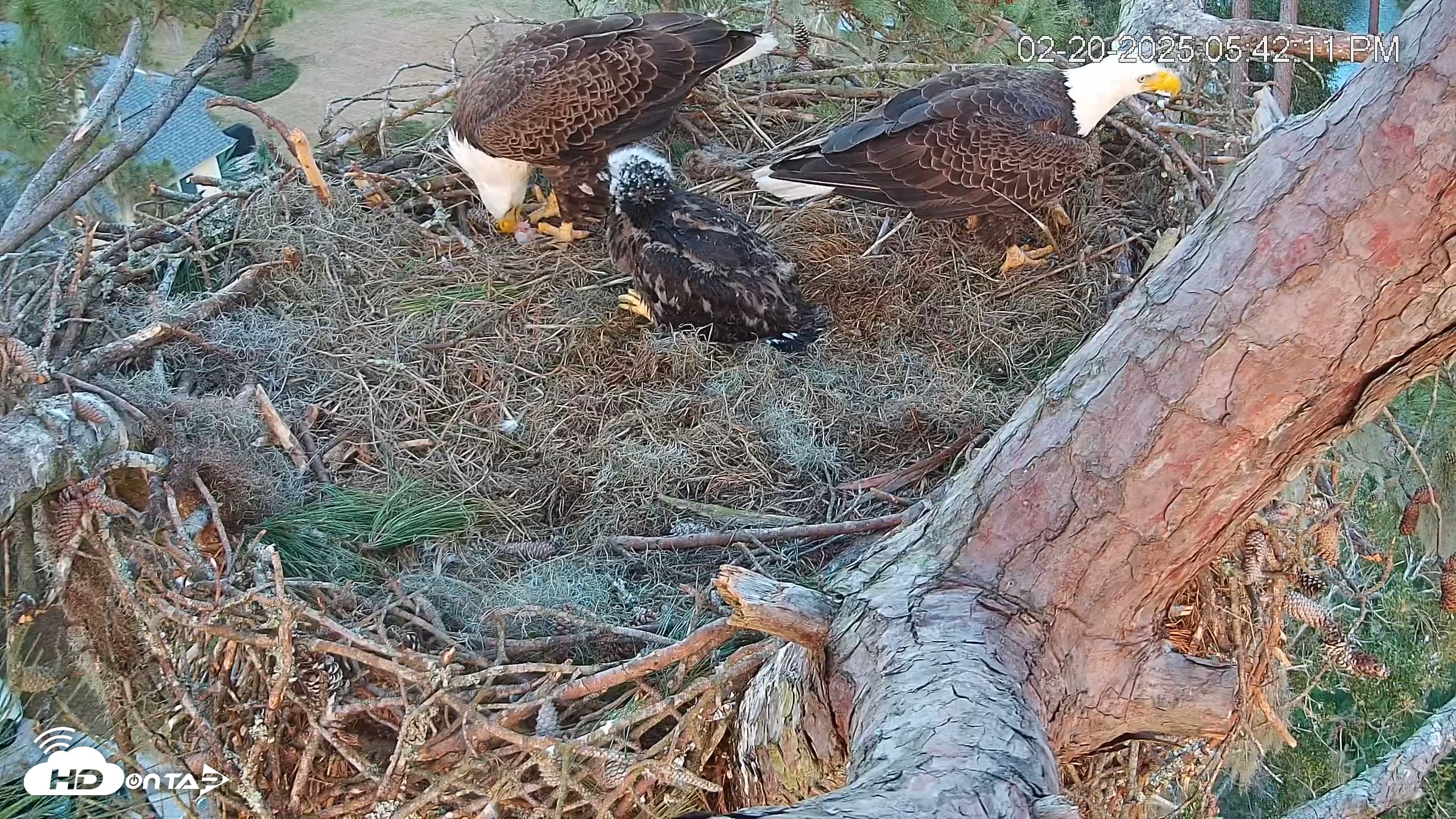 Snapshot of Dataw Island Conservancy Eagles Live Webcam taken Feb 20, 2025, 5:42pm EST
