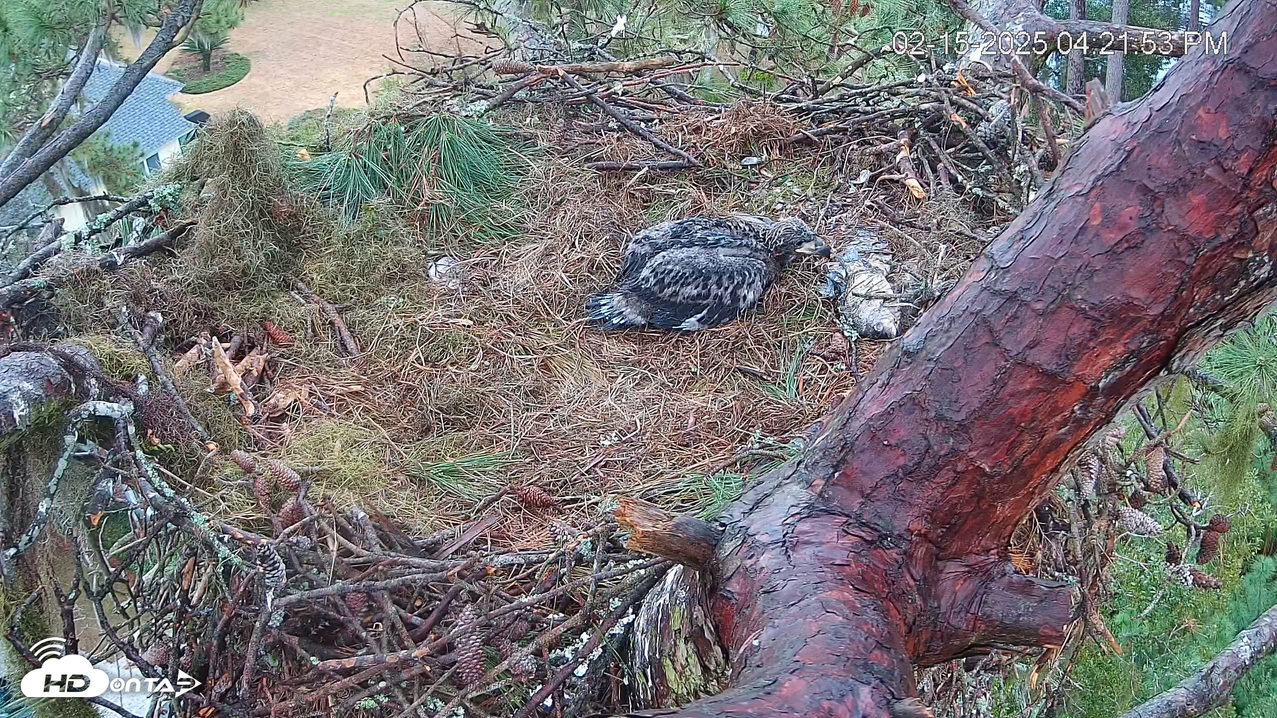 Snapshot of Dataw Island Conservancy Eagles Live Webcam taken Feb 15, 2025, 4:22pm EST