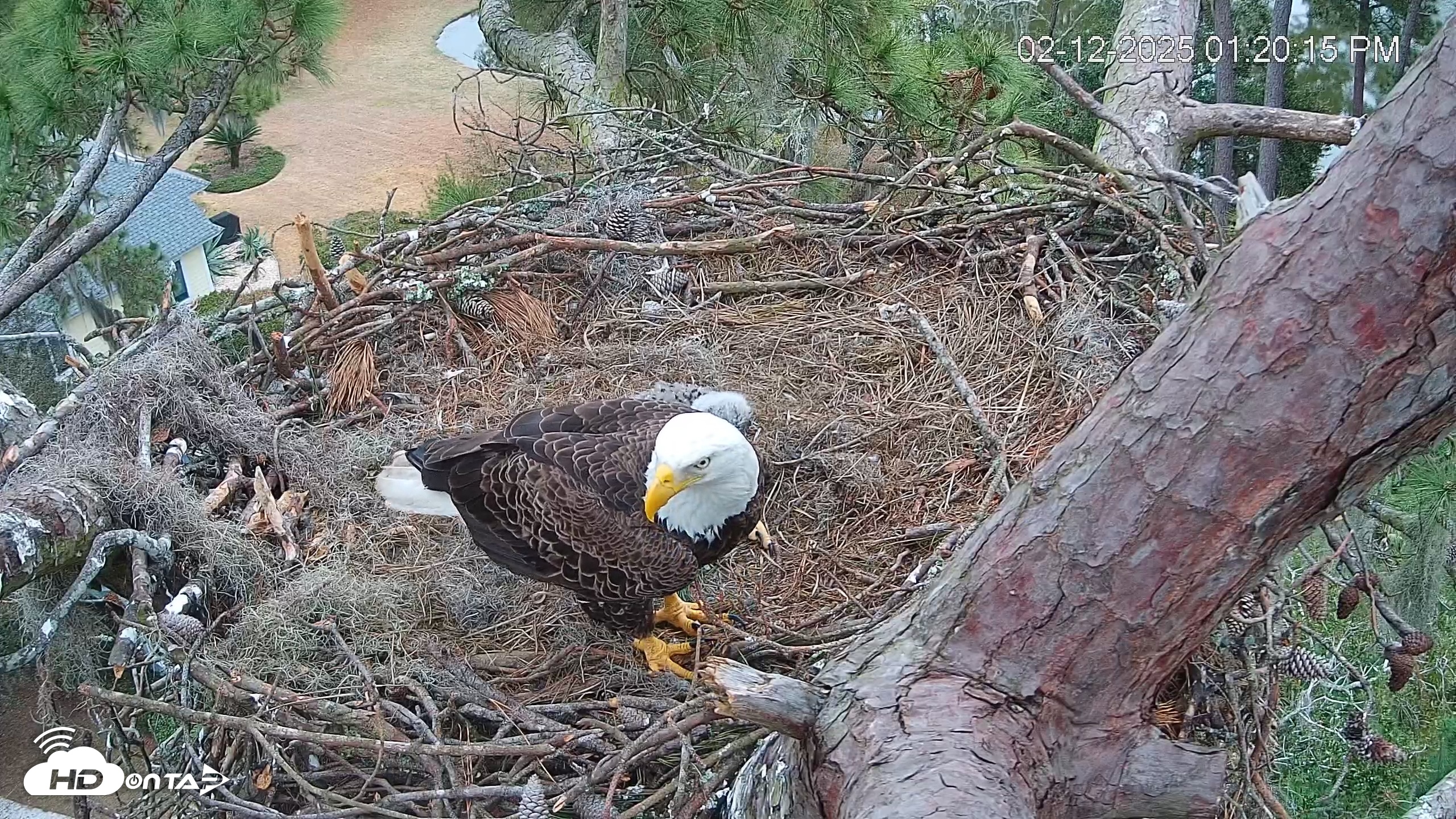 Snapshot of Dataw Island Conservancy Eagles Live Webcam taken Feb 12, 2025, 1:20pm EST
