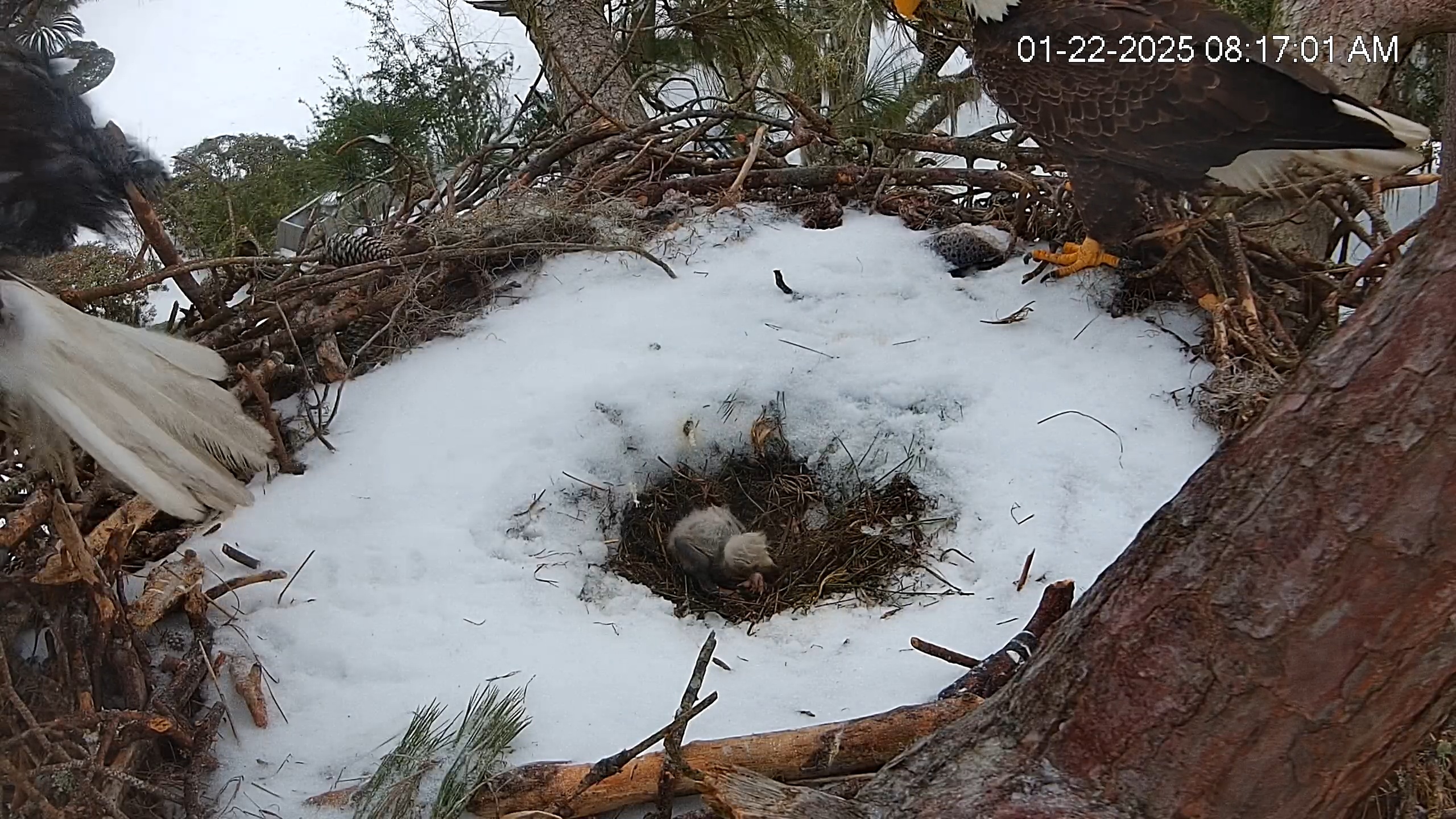 Snapshot of Dataw Island Conservancy Eagles Live Webcam taken Jan 22, 2025, 8:17am EST