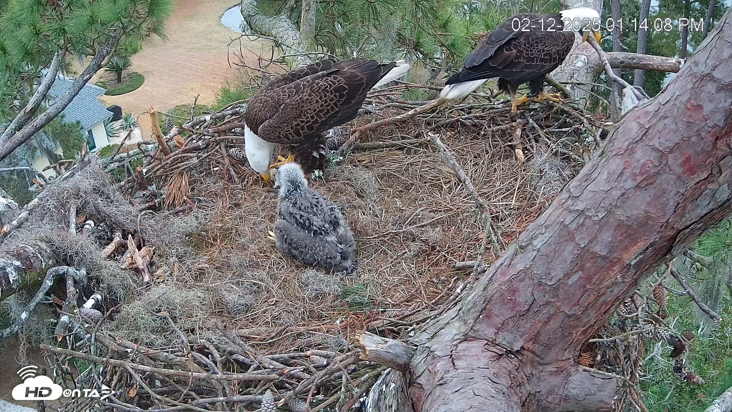 Snapshot of Dataw Island Conservancy Eagles Live Webcam taken Feb 12, 2025, 1:14pm EST