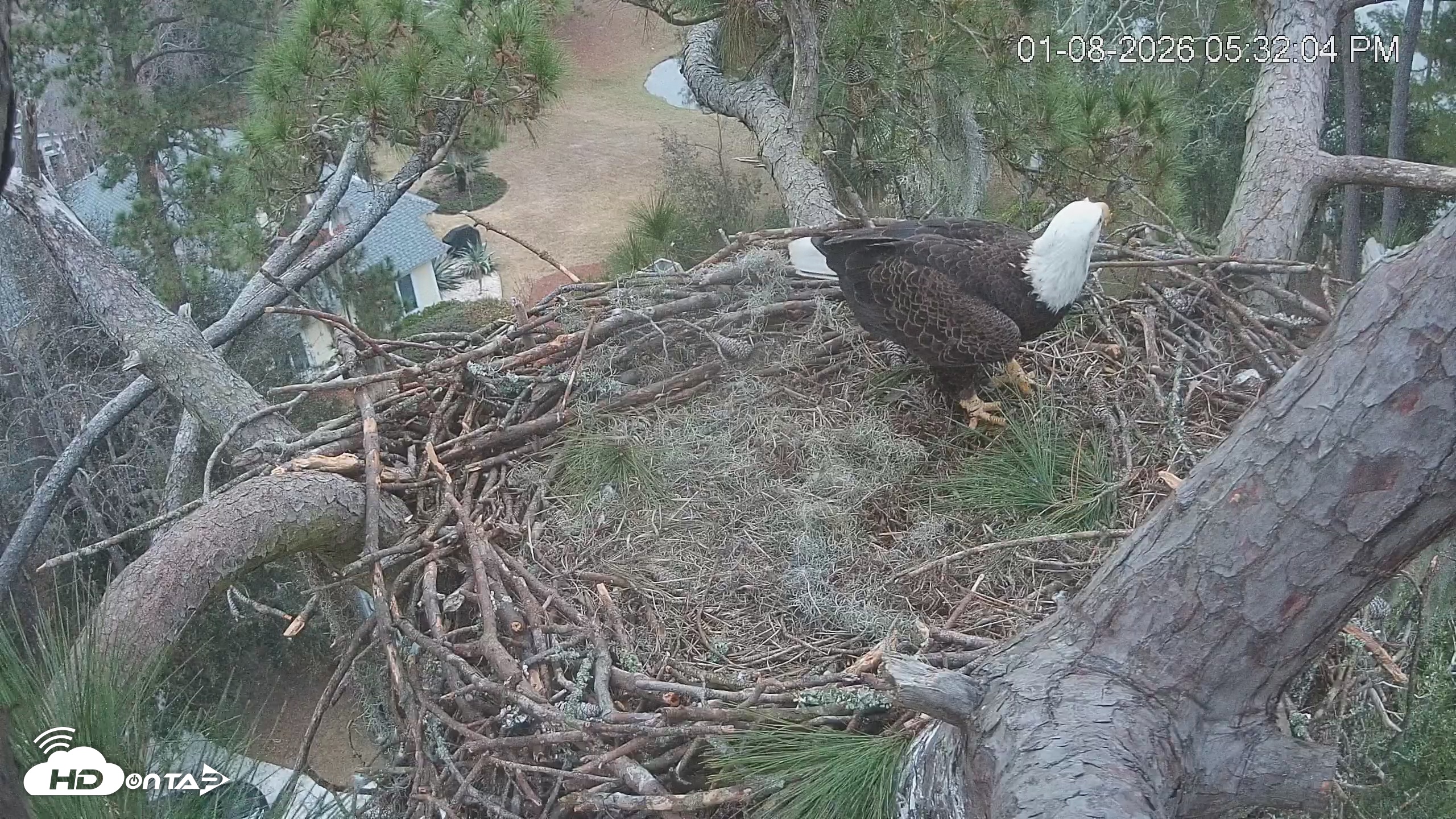 Snapshot of Dataw Island Conservancy Eagles Live Webcam taken Jan 8, 2026, 5:32pm EST