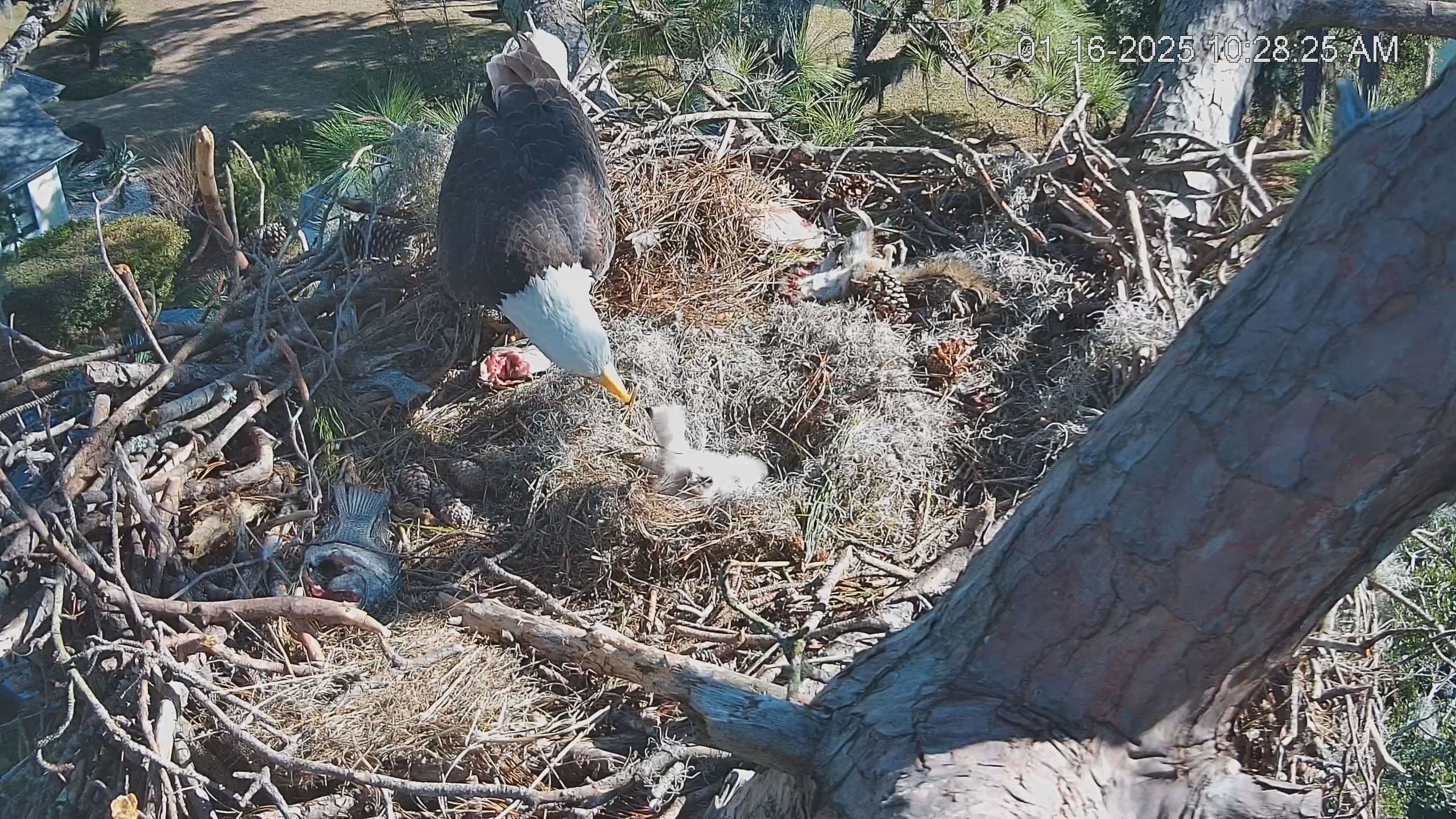 Snapshot of Dataw Island Conservancy Eagles Live Webcam taken Jan 16, 2025, 10:29am EST
