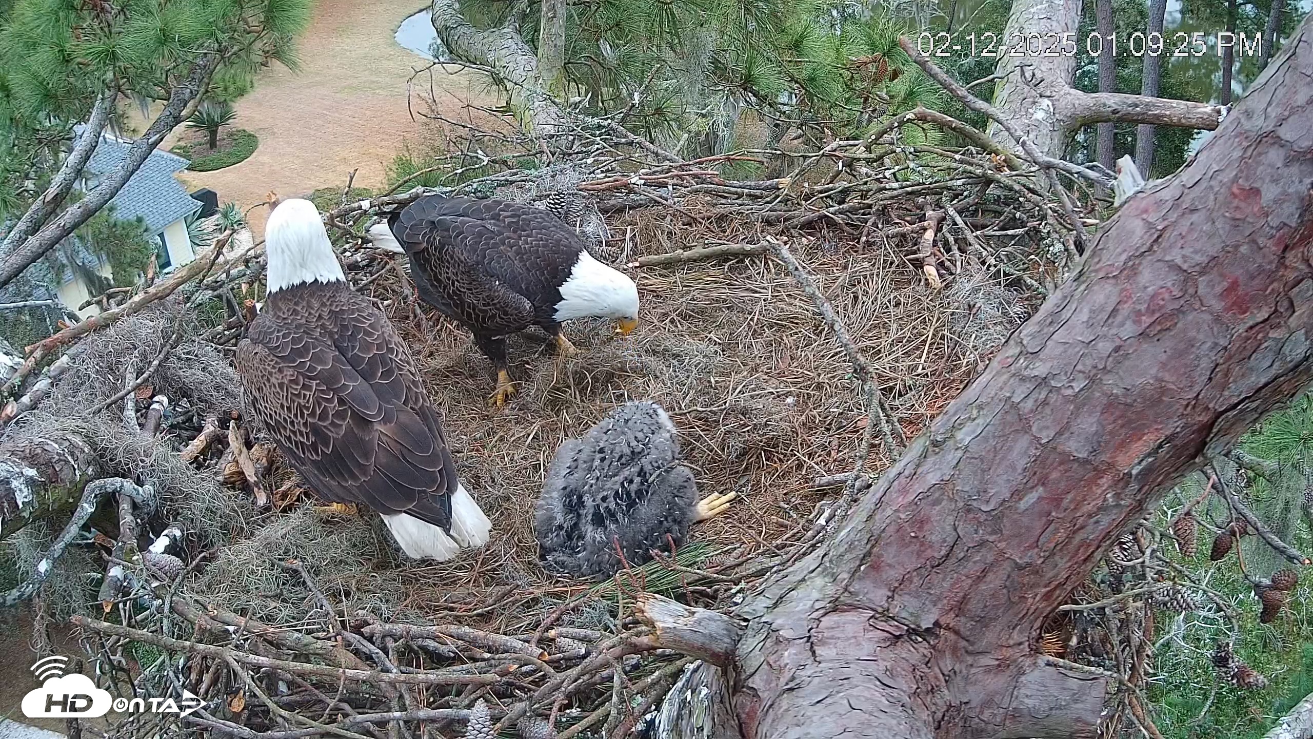 Snapshot of Dataw Island Conservancy Eagles Live Webcam taken Feb 12, 2025, 1:10pm EST