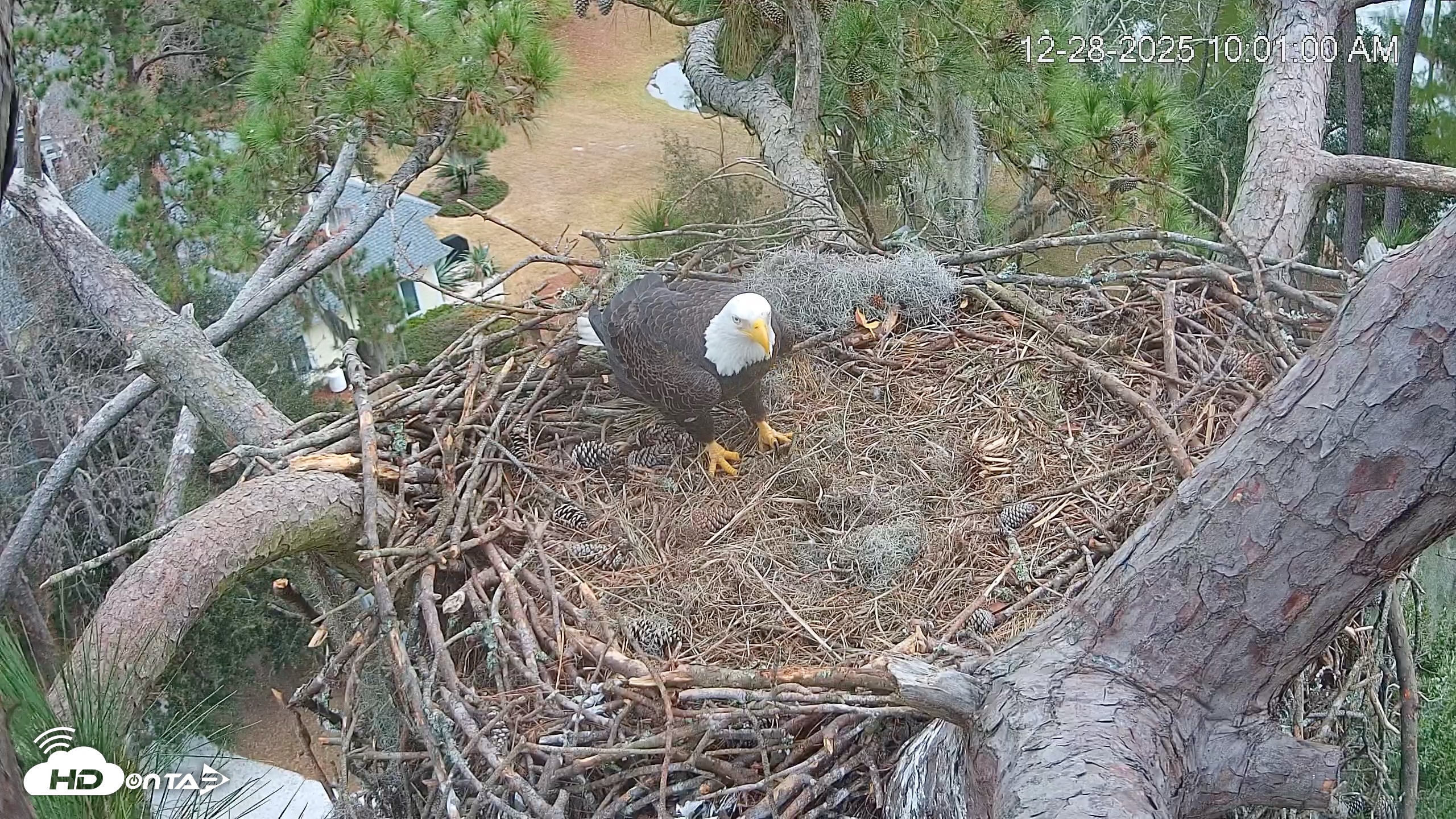 Snapshot of Dataw Island Conservancy Eagles Live Webcam taken Dec 28, 2025, 10:01am EST
