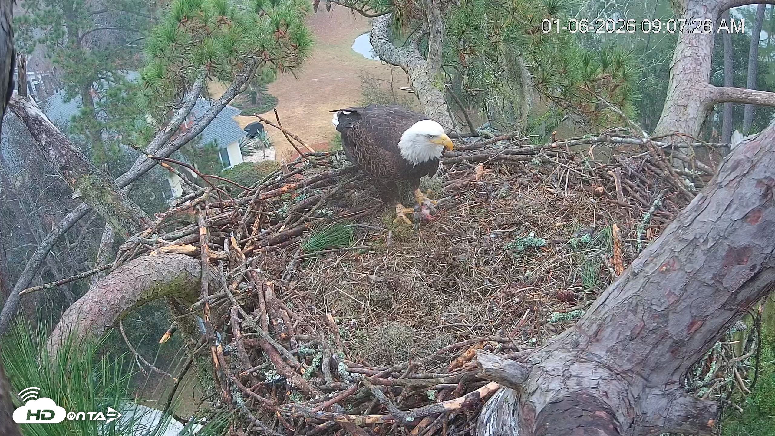 Snapshot of Dataw Island Conservancy Eagles Live Webcam taken Jan 6, 2026, 9:08am EST