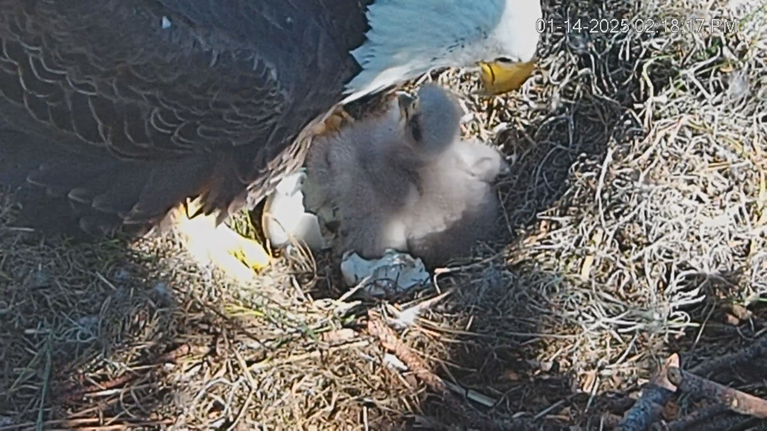 Snapshot of Dataw Island Conservancy Eagles Live Webcam taken Jan 14, 2025, 2:18pm EST