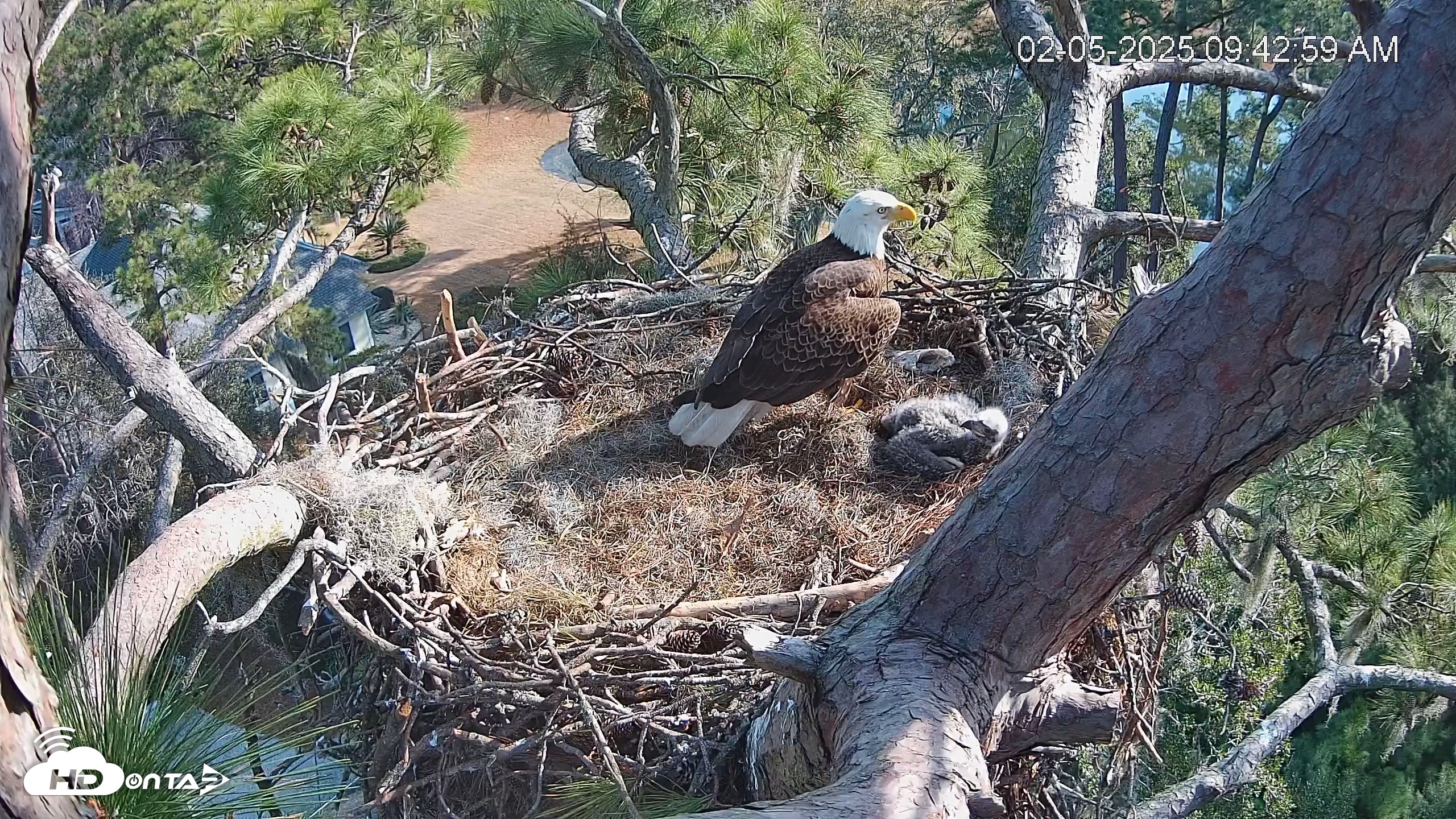 Snapshot of Dataw Island Conservancy Eagles Live Webcam taken Feb 5, 2025, 9:43am EST