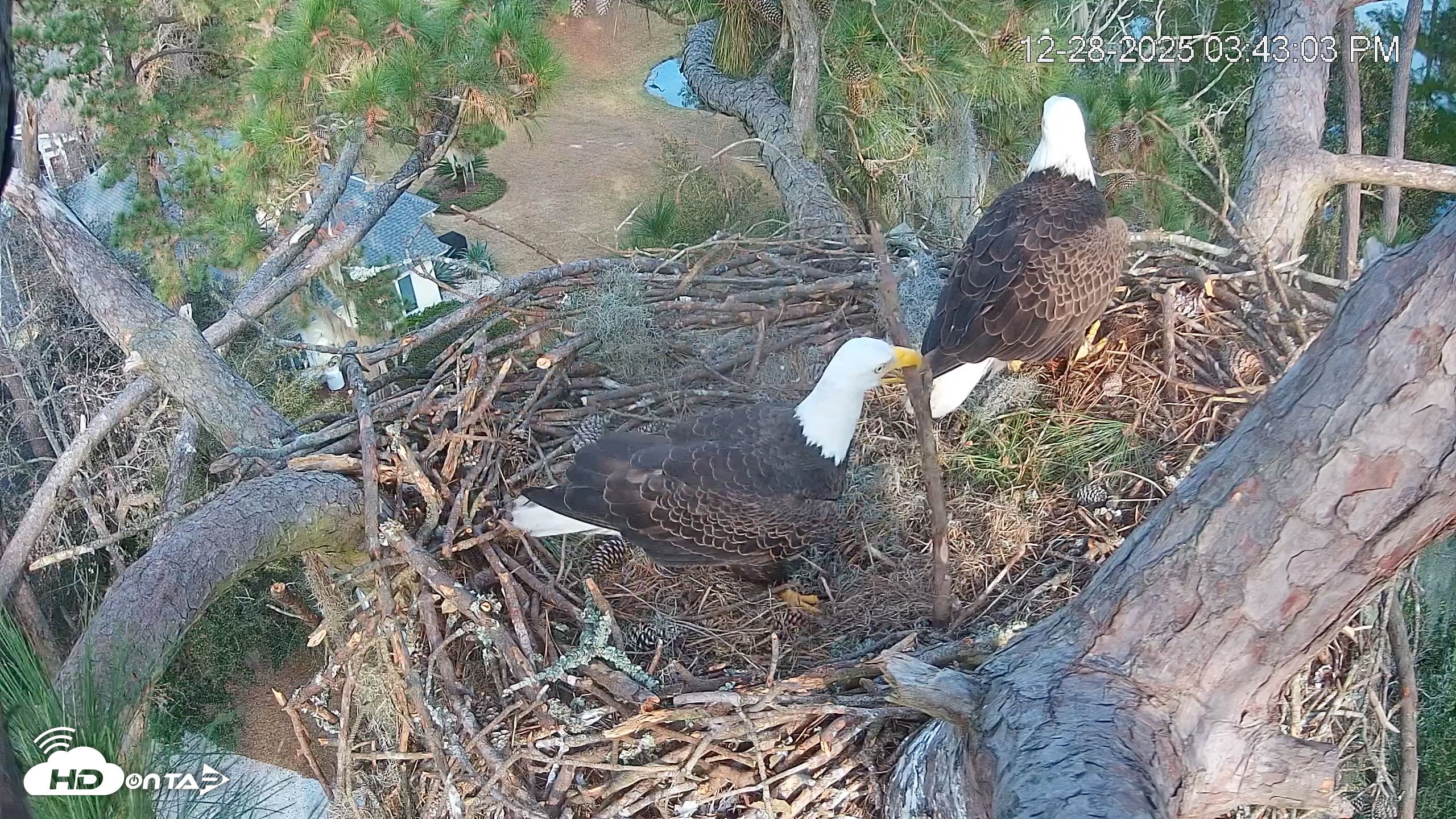 Snapshot of Dataw Island Conservancy Eagles Live Webcam taken Dec 28, 2025, 3:43pm EST