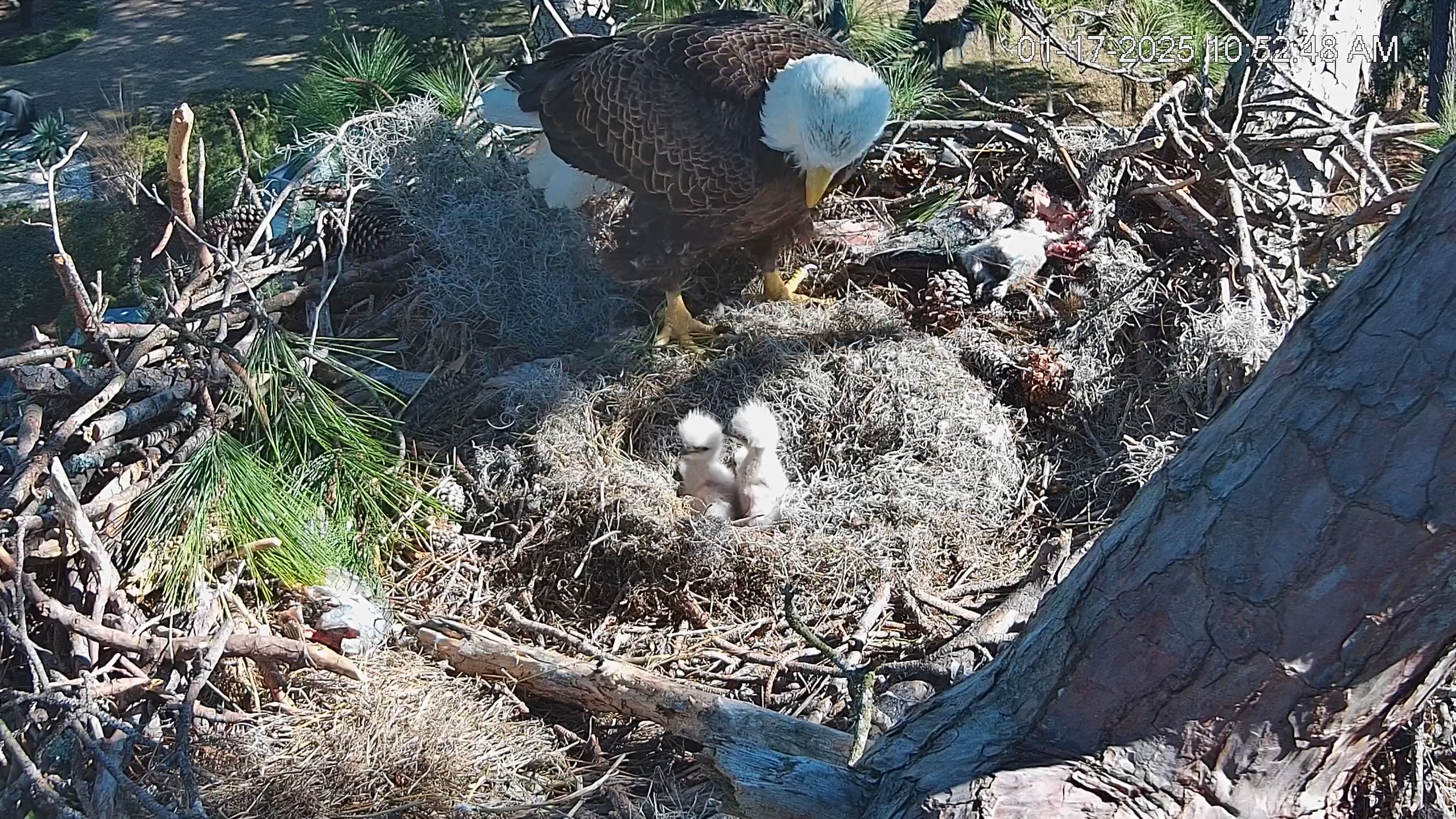Snapshot of Dataw Island Conservancy Eagles Live Webcam taken Jan 17, 2025, 10:53am EST