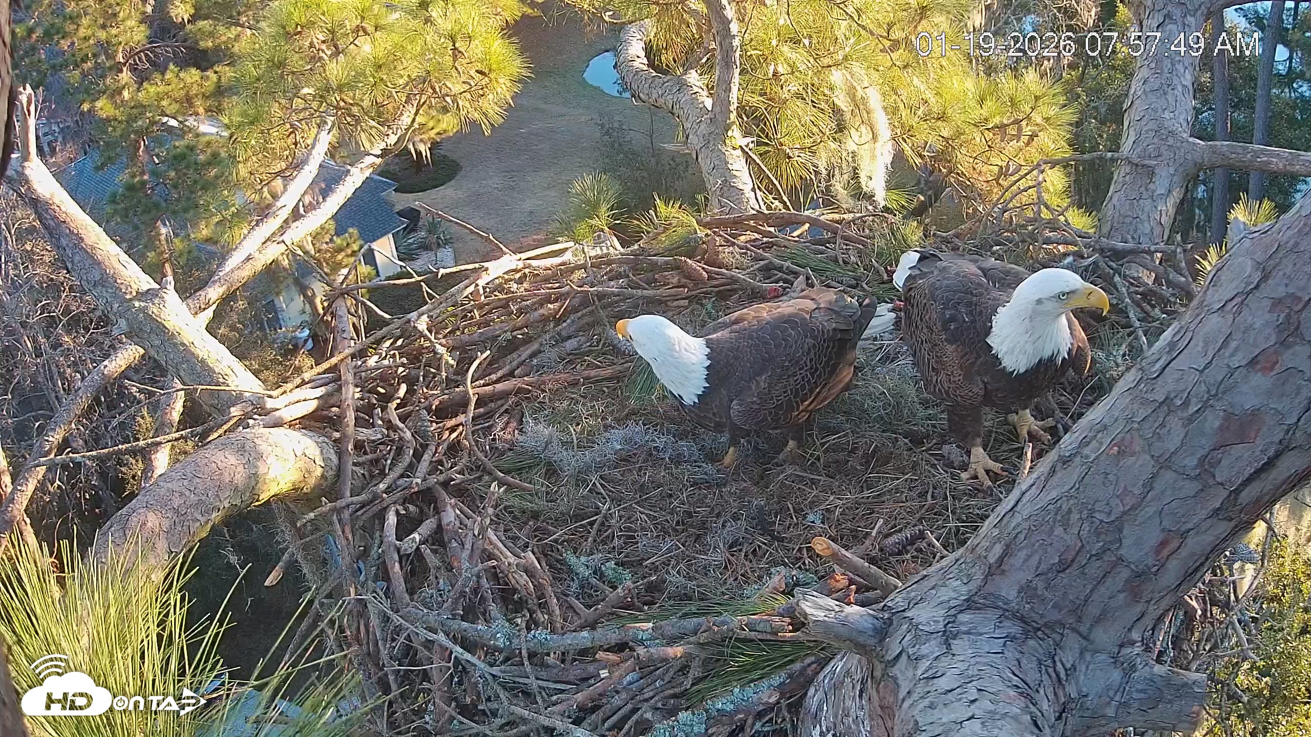 Snapshot of Dataw Island Conservancy Eagles Live Webcam taken Jan 19, 2026, 7:58am EST