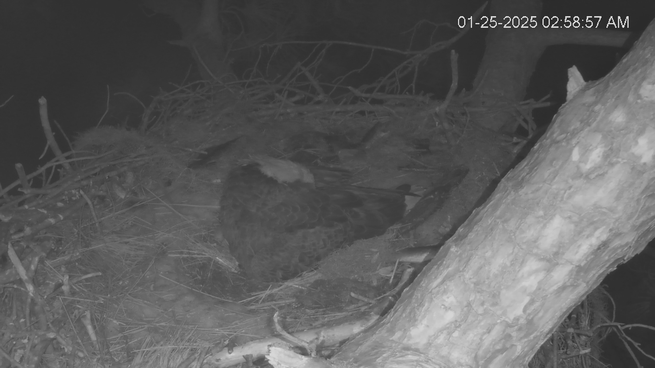 Snapshot of Dataw Island Conservancy Eagles Live Webcam taken Jan 25, 2025, 2:59am EST
