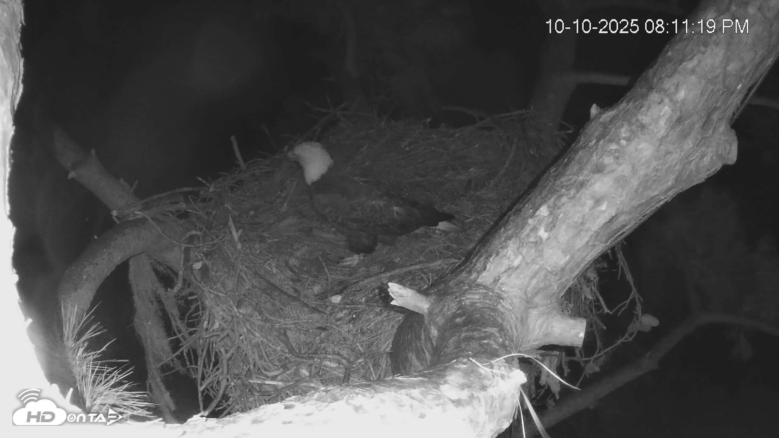 Snapshot of Dataw Island Conservancy Eagles Live Webcam taken Oct 10, 2025, 8:12pm EDT