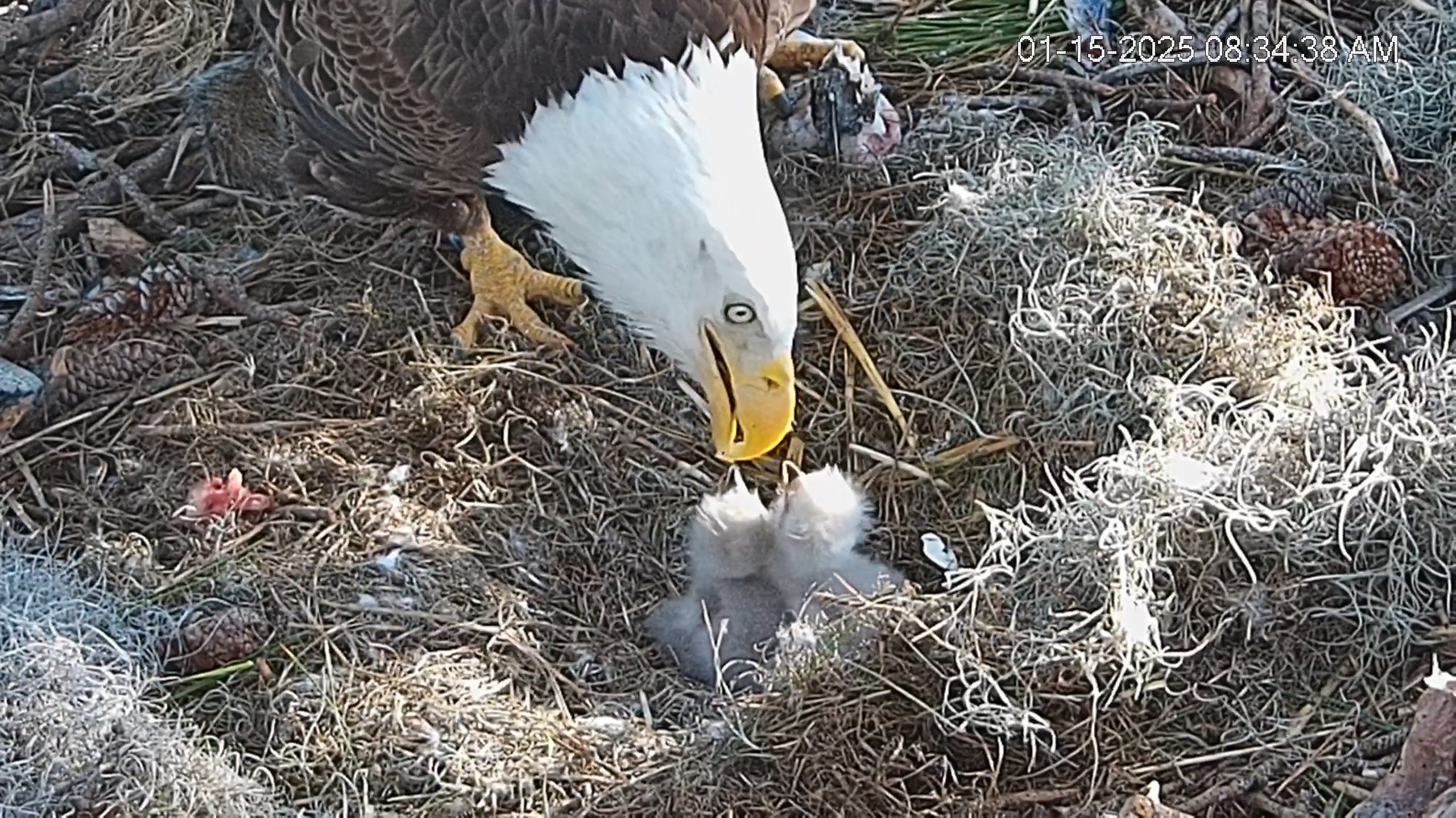 Snapshot of Dataw Island Conservancy Eagles Live Webcam taken Jan 15, 2025, 8:35am EST