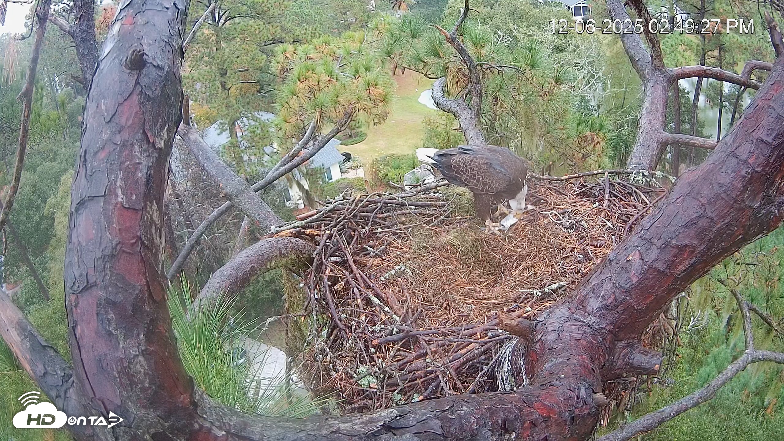 Snapshot of Dataw Island Conservancy Eagles Live Webcam taken Dec 6, 2025, 2:50pm EST