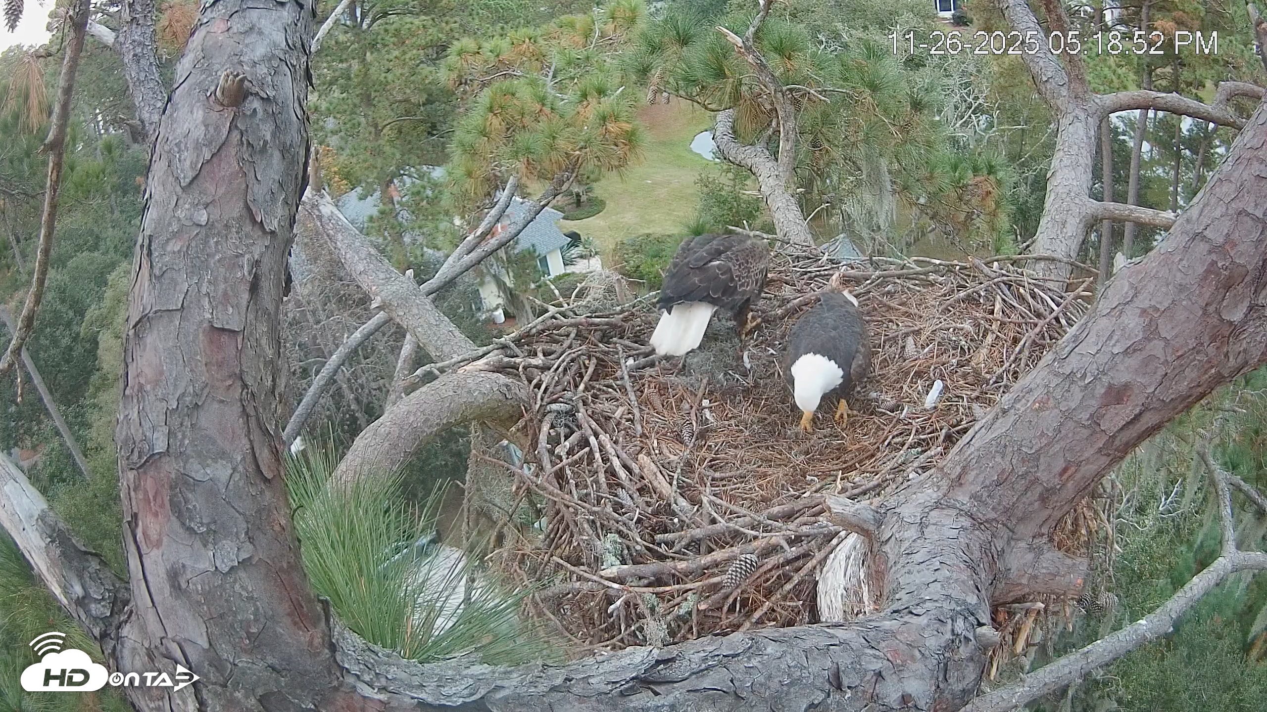Snapshot of Dataw Island Conservancy Eagles Live Webcam taken Nov 26, 2025, 5:19pm EST