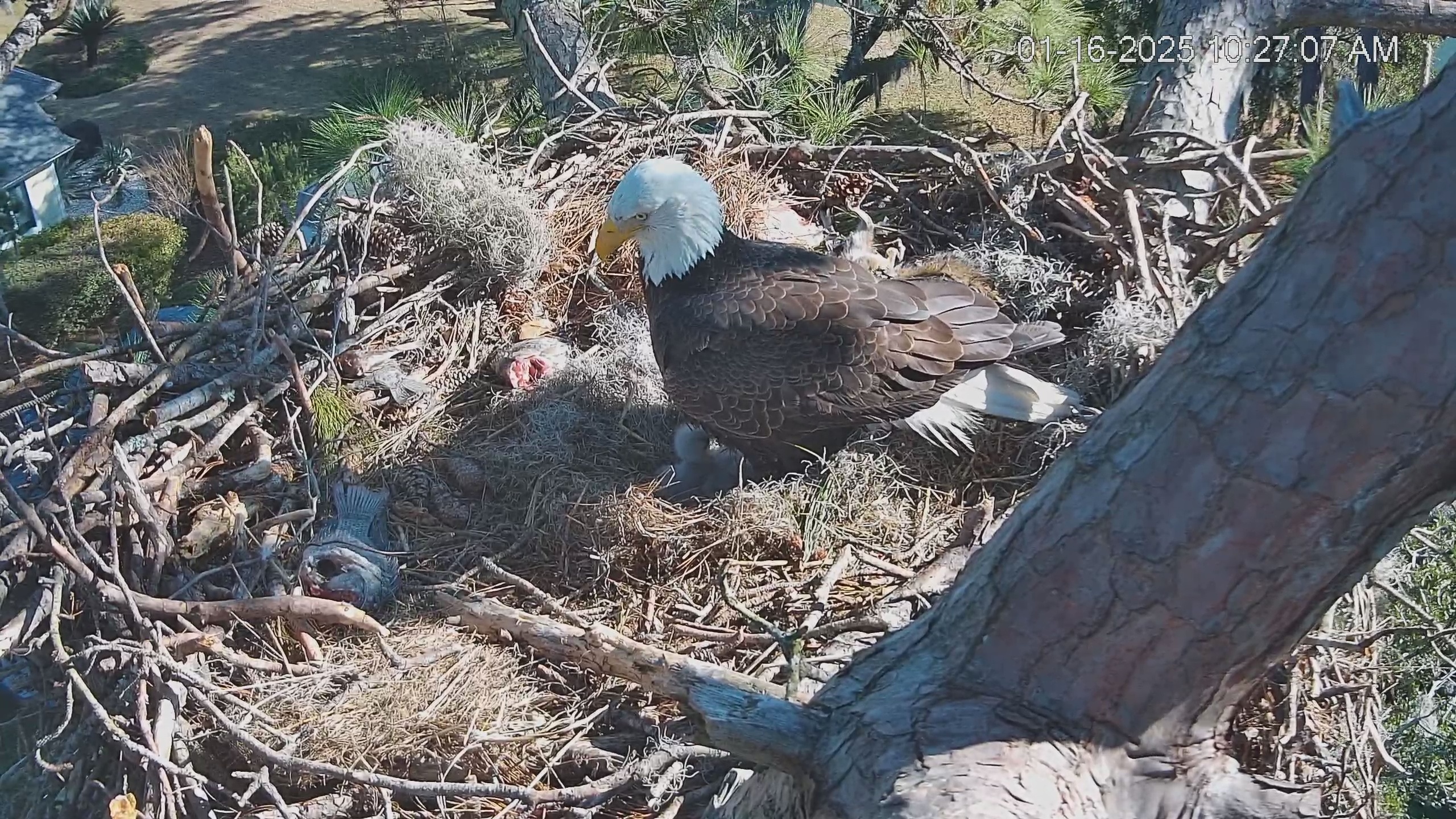 Snapshot of Dataw Island Conservancy Eagles Live Webcam taken Jan 16, 2025, 10:27am EST