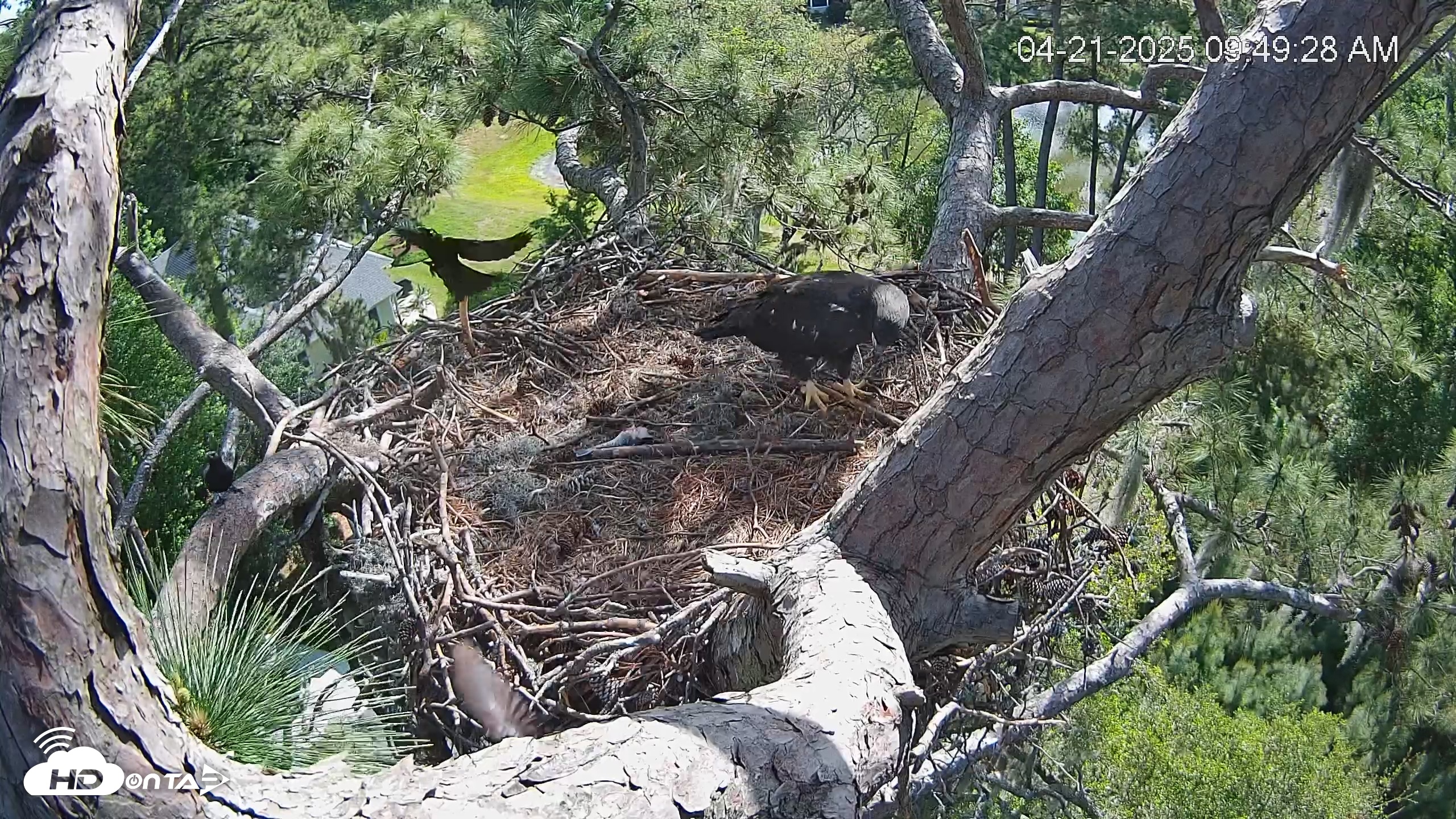 Snapshot of Dataw Island Conservancy Eagles Live Webcam taken Apr 21, 2025, 9:50am EDT