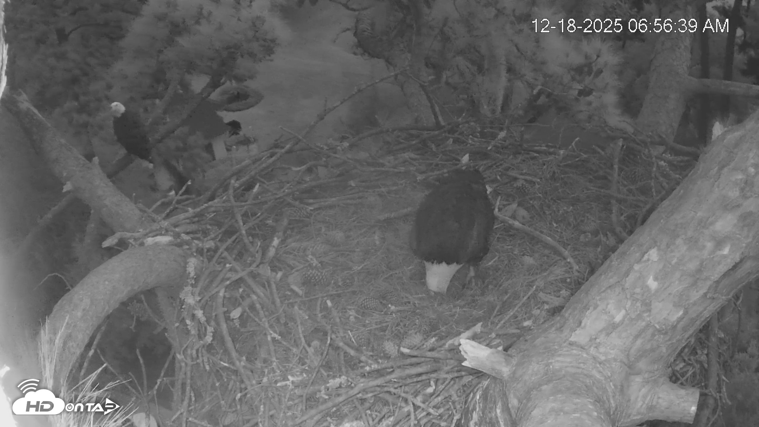 Snapshot of Dataw Island Conservancy Eagles Live Webcam taken Dec 18, 2025, 6:57am EST