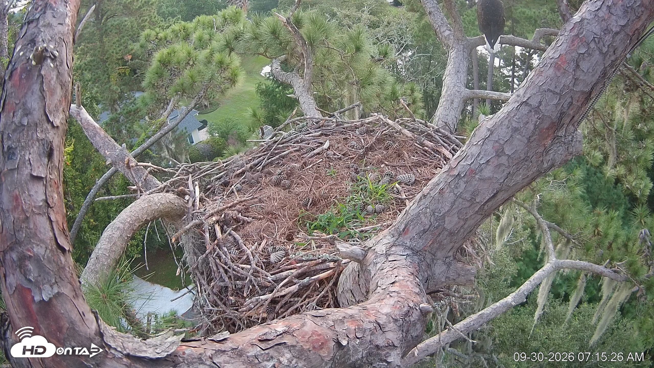 Snapshot of Dataw Island Conservancy Eagles Live Webcam taken Sep 30, 2026, 7:16am EDT