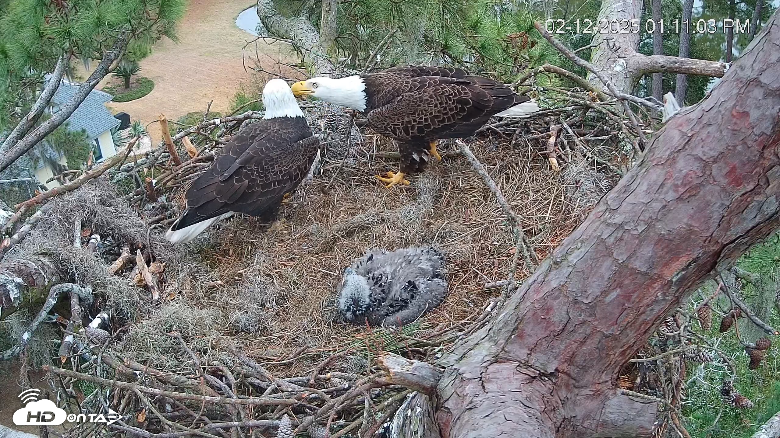 Snapshot of Dataw Island Conservancy Eagles Live Webcam taken Feb 12, 2025, 1:11pm EST