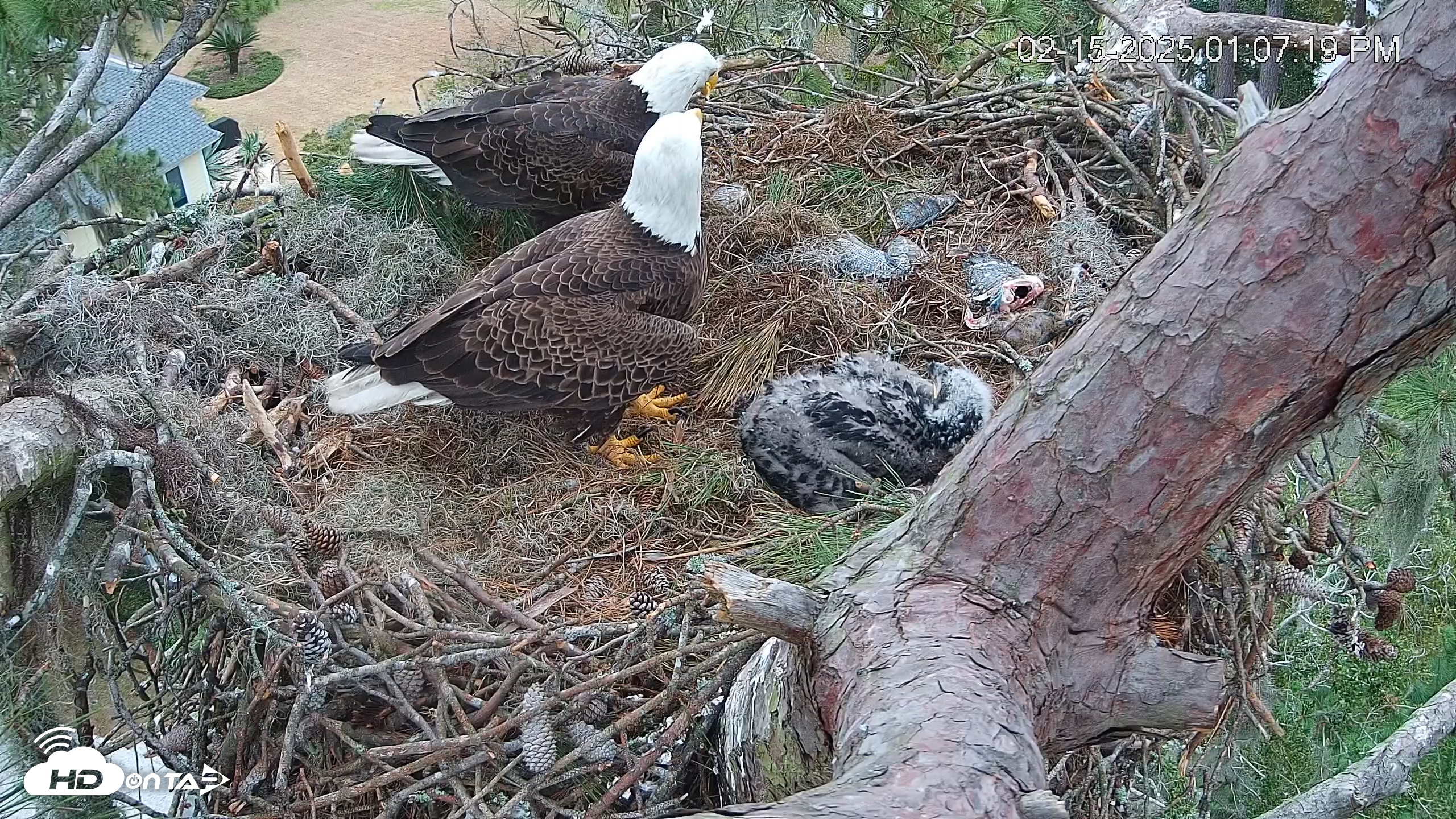 Snapshot of Dataw Island Conservancy Eagles Live Webcam taken Feb 15, 2025, 1:08pm EST