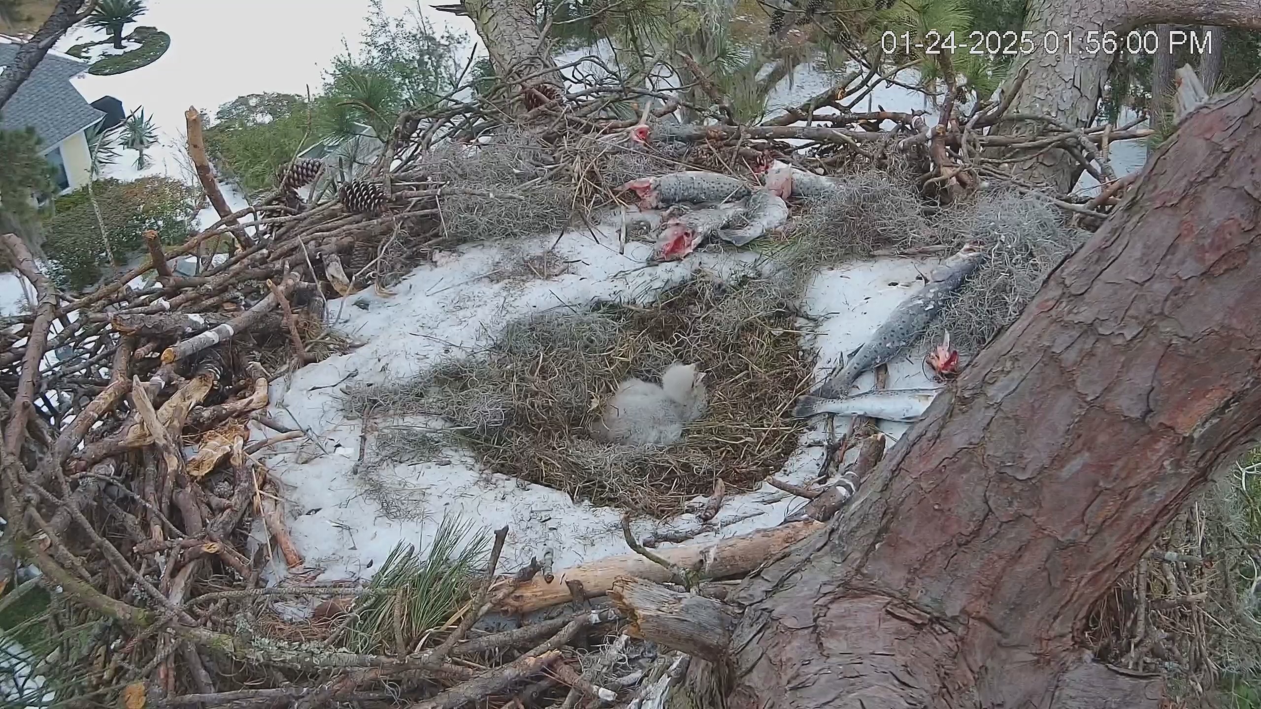 Snapshot of Dataw Island Conservancy Eagles Live Webcam taken Jan 24, 2025, 1:56pm EST