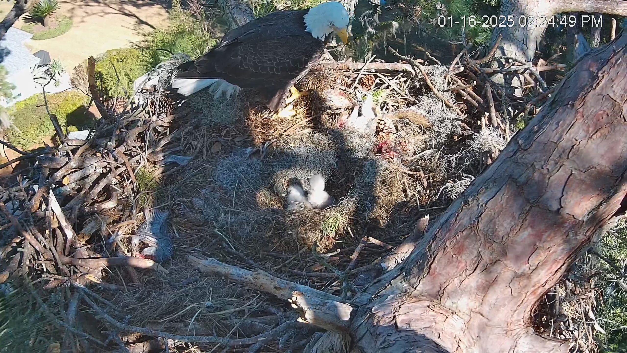 Snapshot of Dataw Island Conservancy Eagles Live Webcam taken Jan 16, 2025, 2:25pm EST