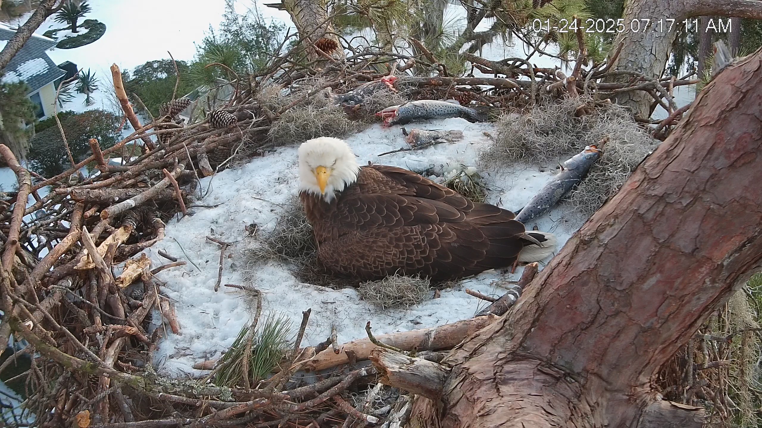 Snapshot of Dataw Island Conservancy Eagles Live Webcam taken Jan 24, 2025, 7:18am EST