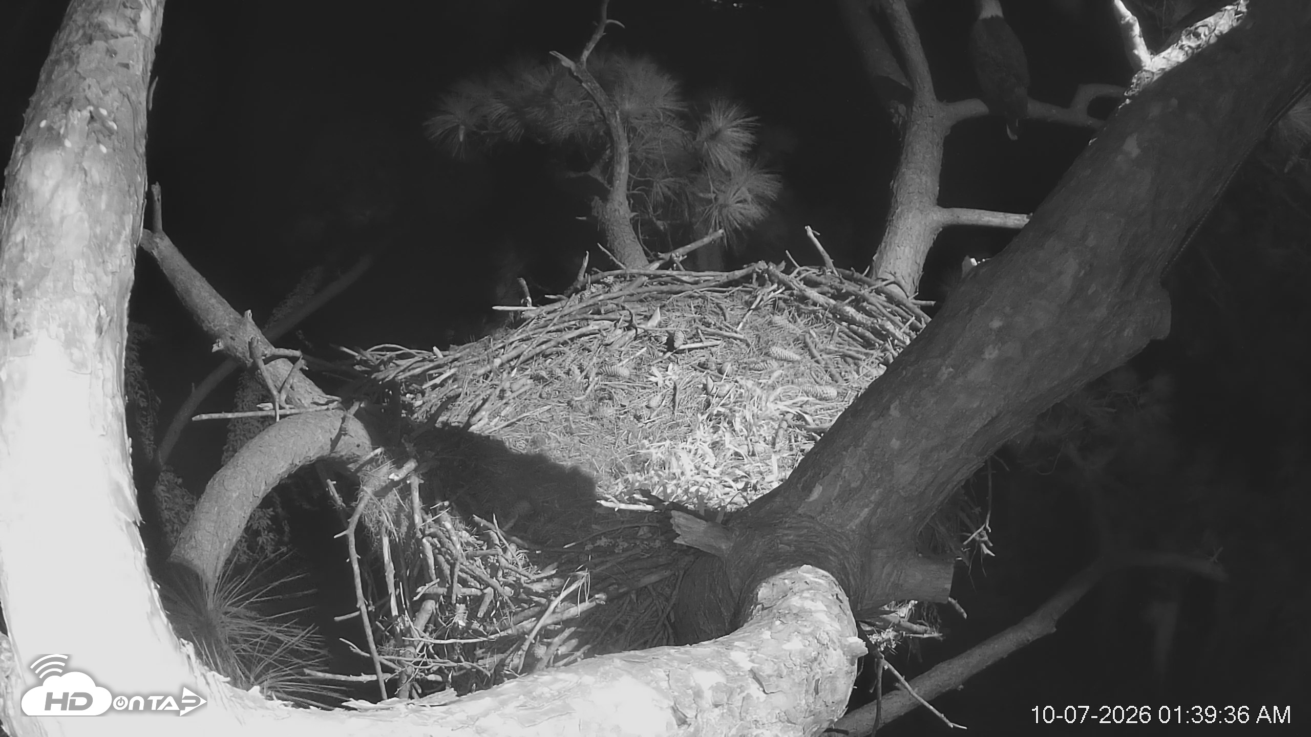 Snapshot of Dataw Island Conservancy Eagles Live Webcam taken Oct 7, 2026, 1:40am EDT