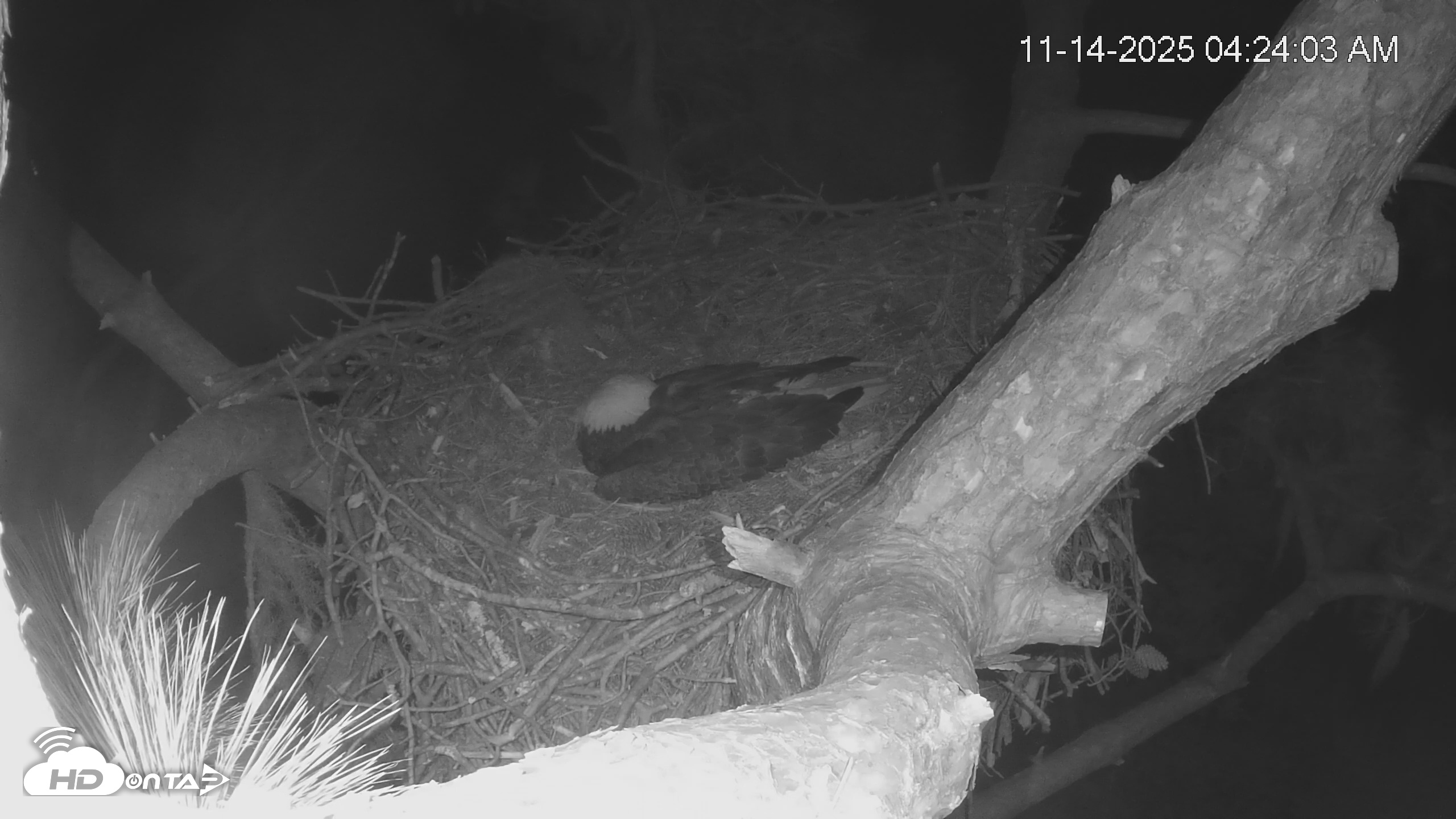 Snapshot of Dataw Island Conservancy Eagles Live Webcam taken Nov 14, 2025, 4:24am EST