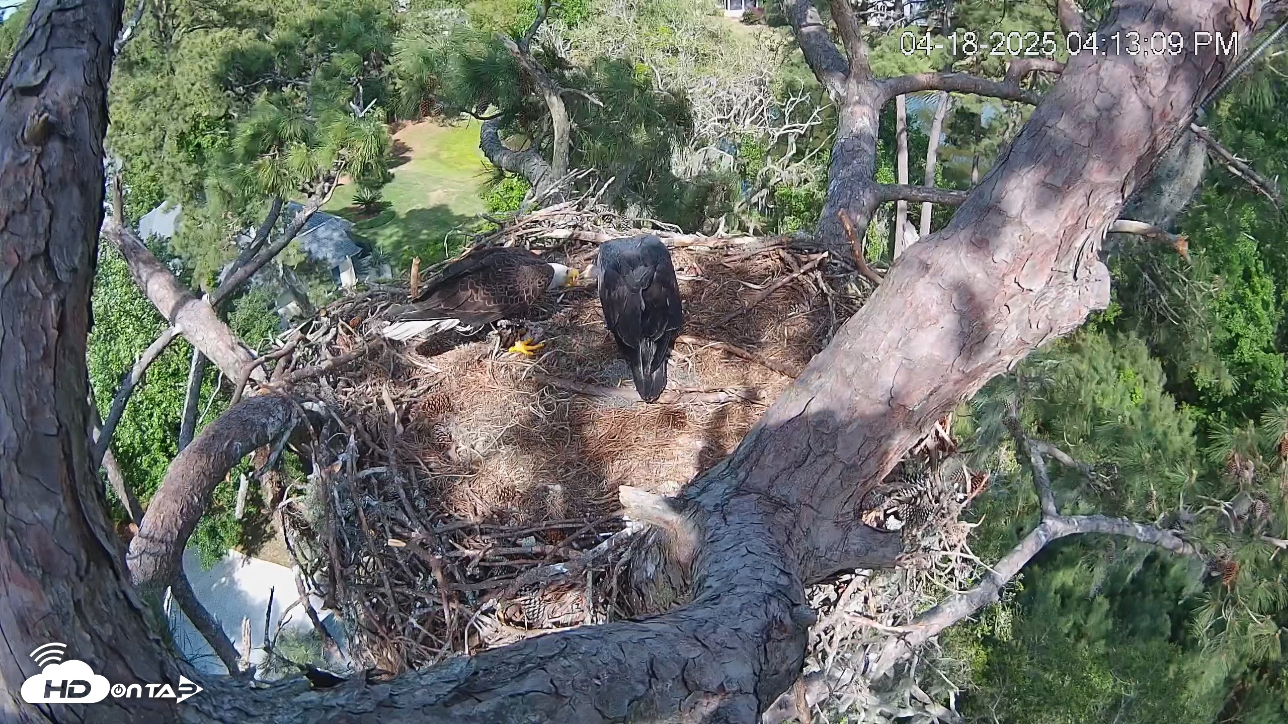 Snapshot of Dataw Island Conservancy Eagles Live Webcam taken Apr 18, 2025, 4:13pm EDT