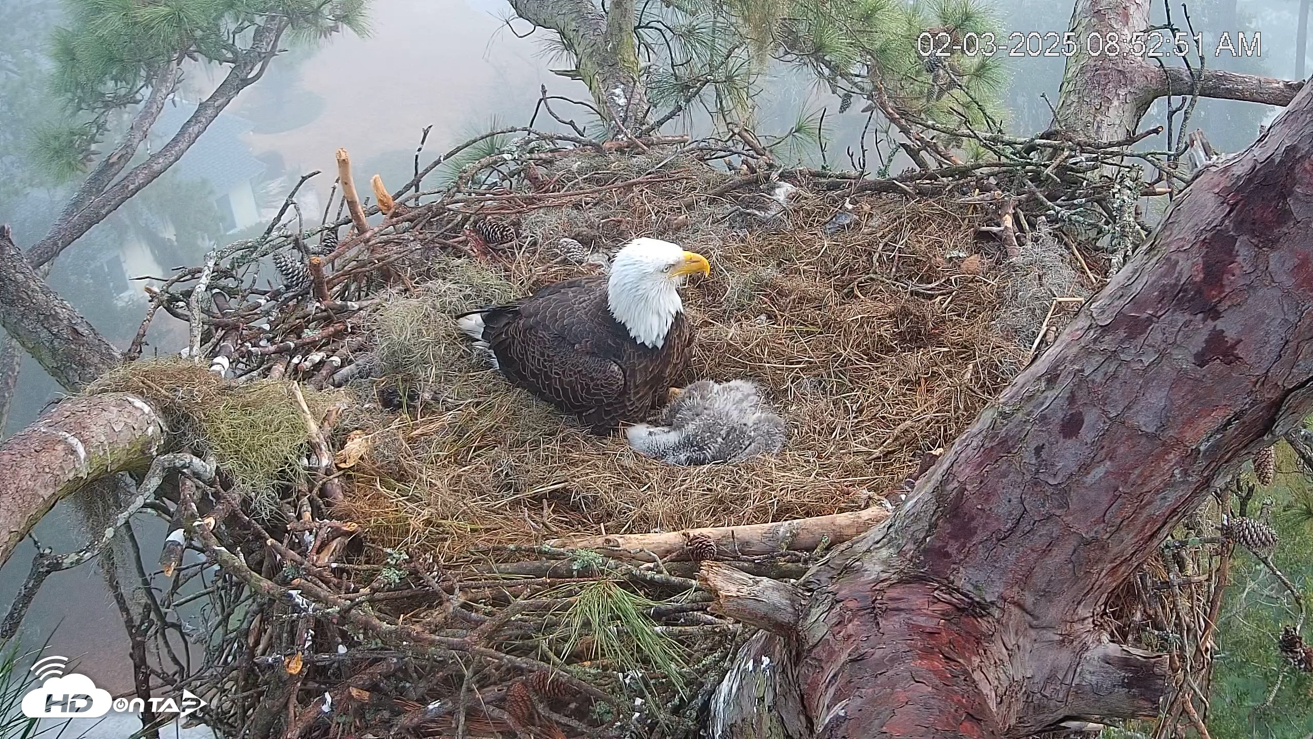 Snapshot of Dataw Island Conservancy Eagles Live Webcam taken Feb 3, 2025, 8:53am EST