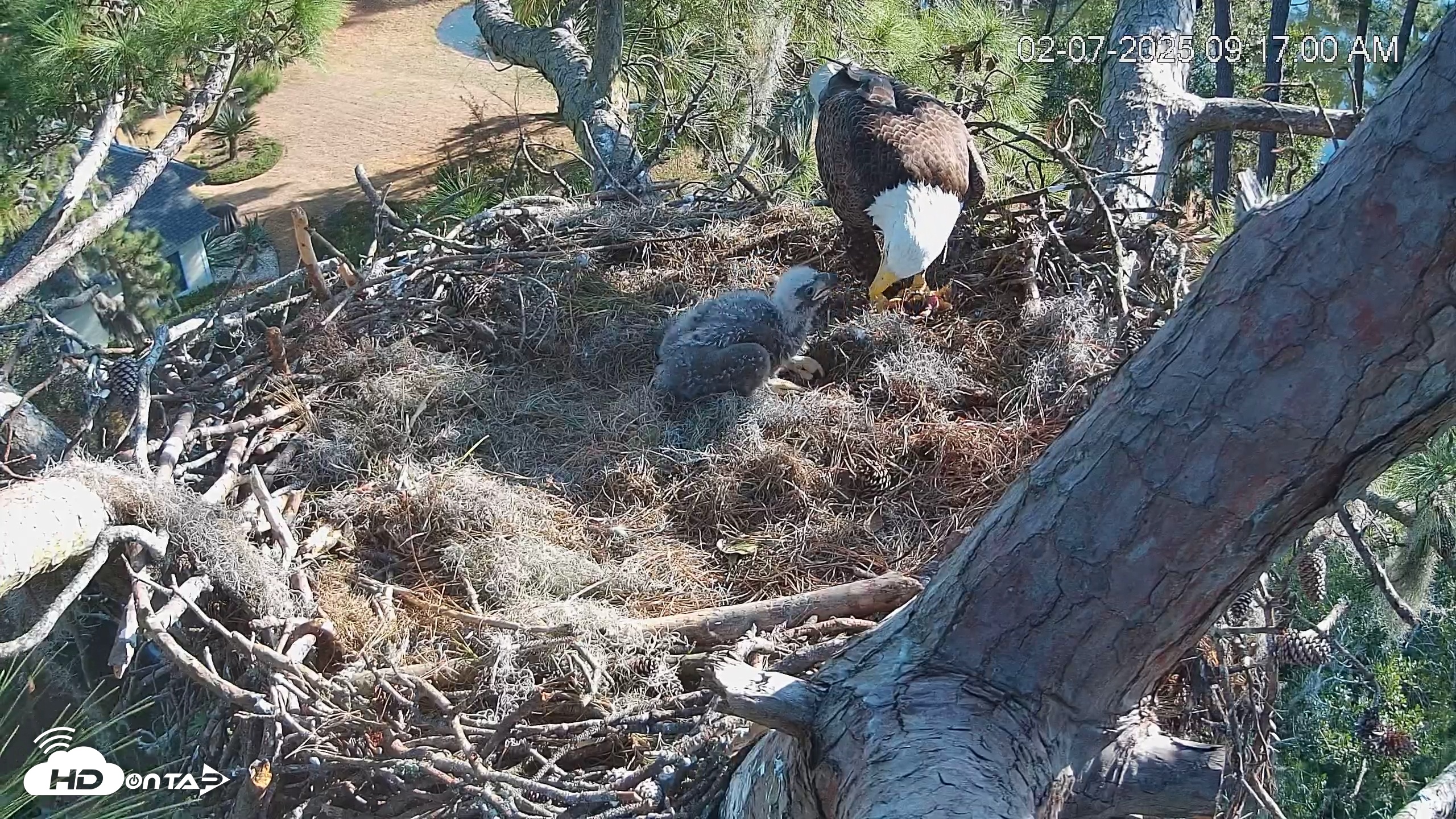 Snapshot of Dataw Island Conservancy Eagles Live Webcam taken Feb 7, 2025, 9:17am EST