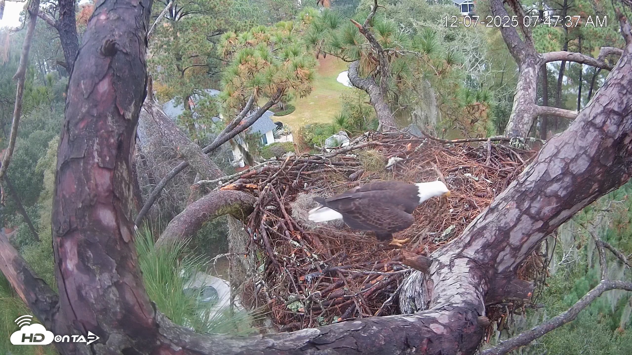 Snapshot of Dataw Island Conservancy Eagles Live Webcam taken Dec 7, 2025, 7:48am EST
