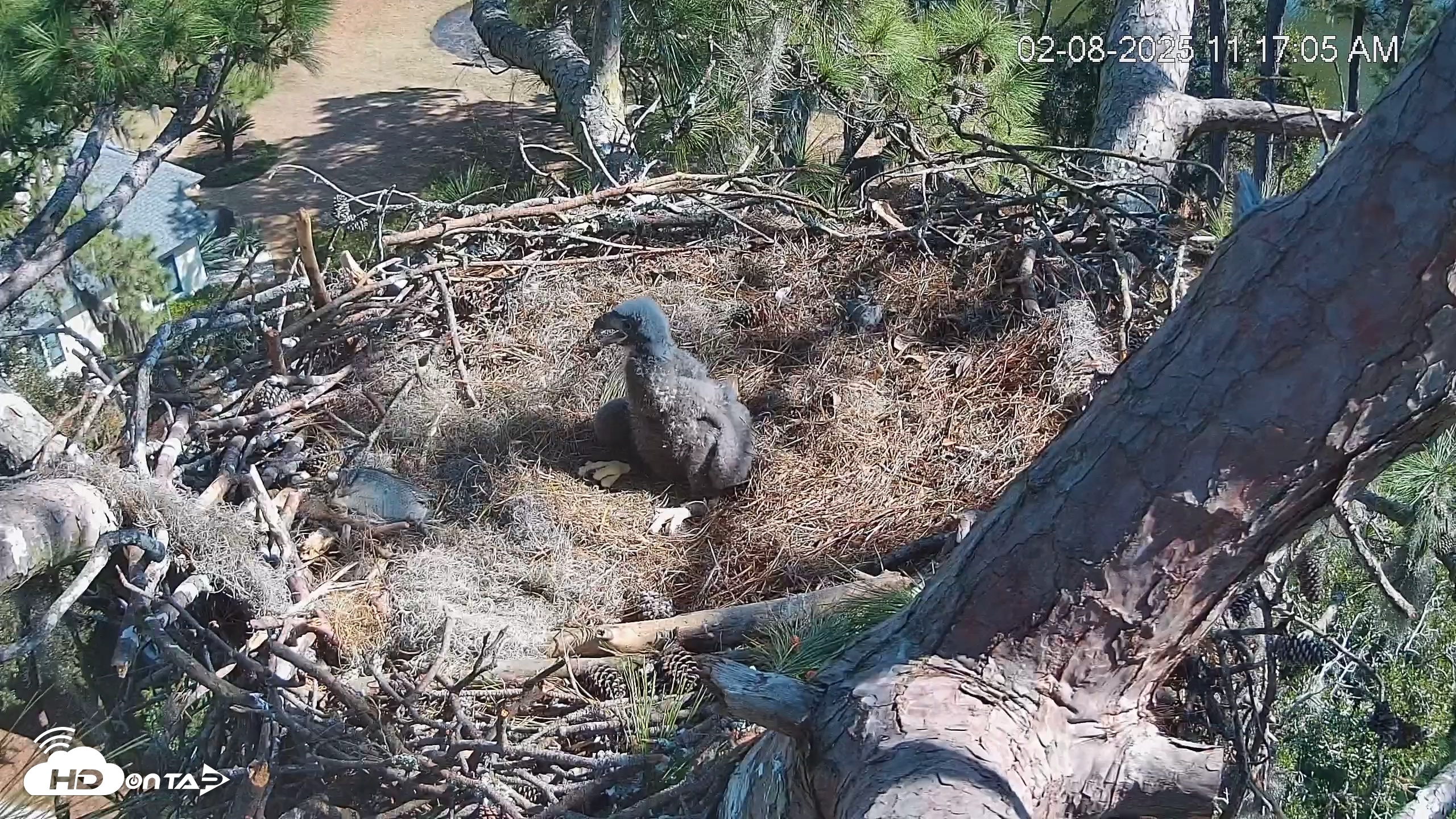 Snapshot of Dataw Island Conservancy Eagles Live Webcam taken Feb 8, 2025, 11:17am EST