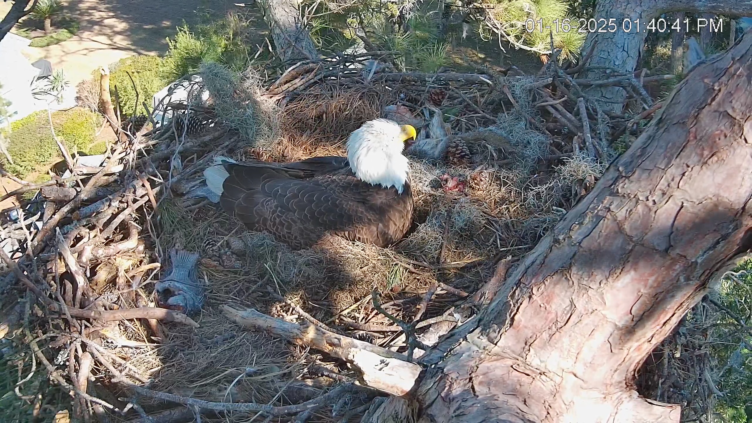 Snapshot of Dataw Island Conservancy Eagles Live Webcam taken Jan 16, 2025, 1:42pm EST