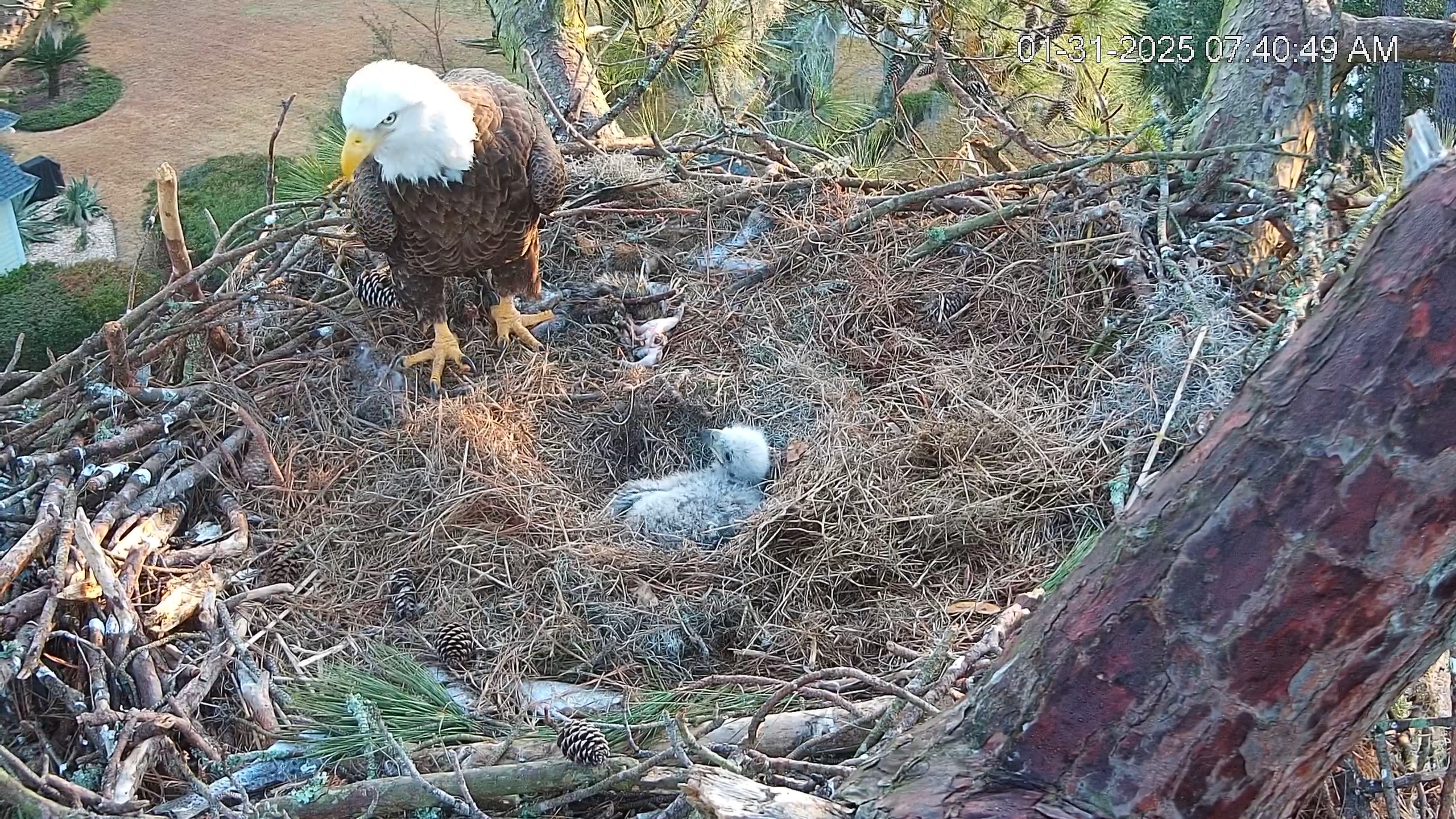 Snapshot of Dataw Island Conservancy Eagles Live Webcam taken Jan 31, 2025, 7:41am EST