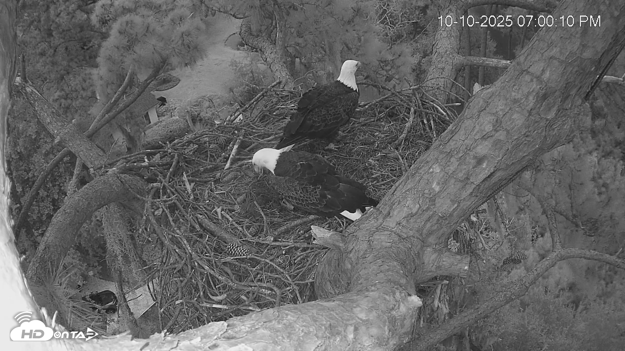 Snapshot of Dataw Island Conservancy Eagles Live Webcam taken Oct 10, 2025, 7:01pm EDT