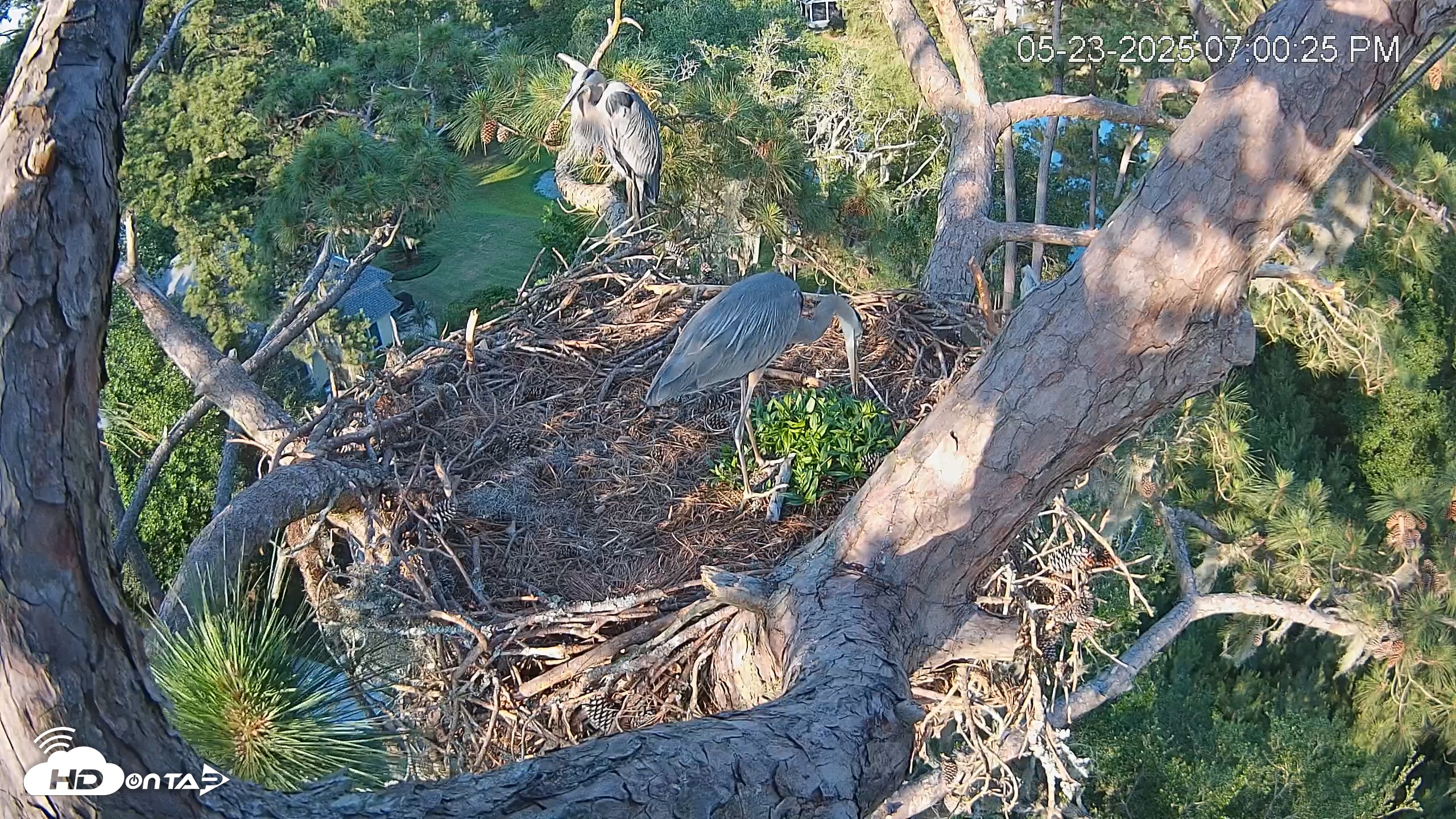 Snapshot of Dataw Island Conservancy Eagles Live Webcam taken May 23, 2025, 7:02pm EDT