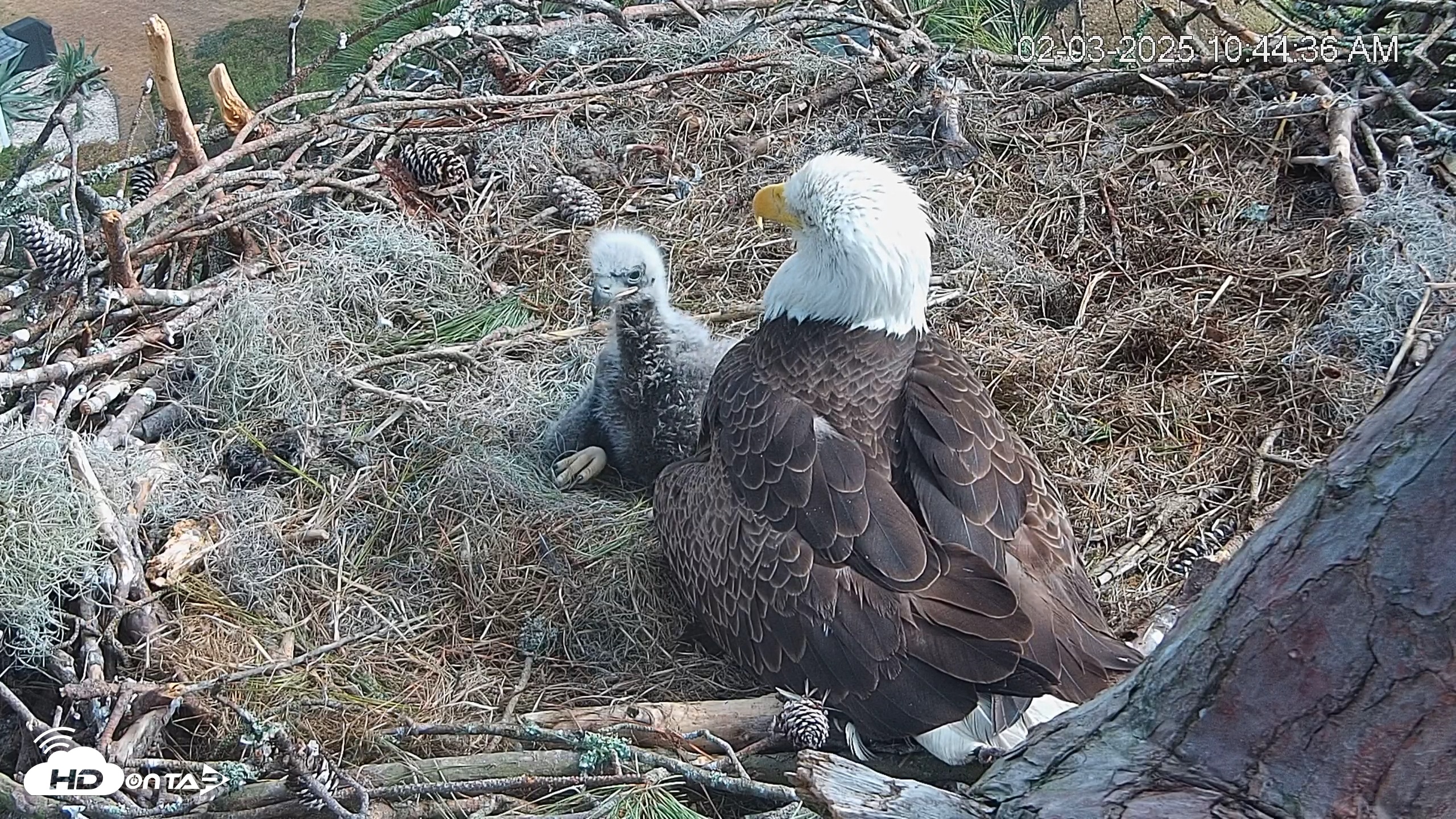 Snapshot of Dataw Island Conservancy Eagles Live Webcam taken Feb 3, 2025, 10:45am EST
