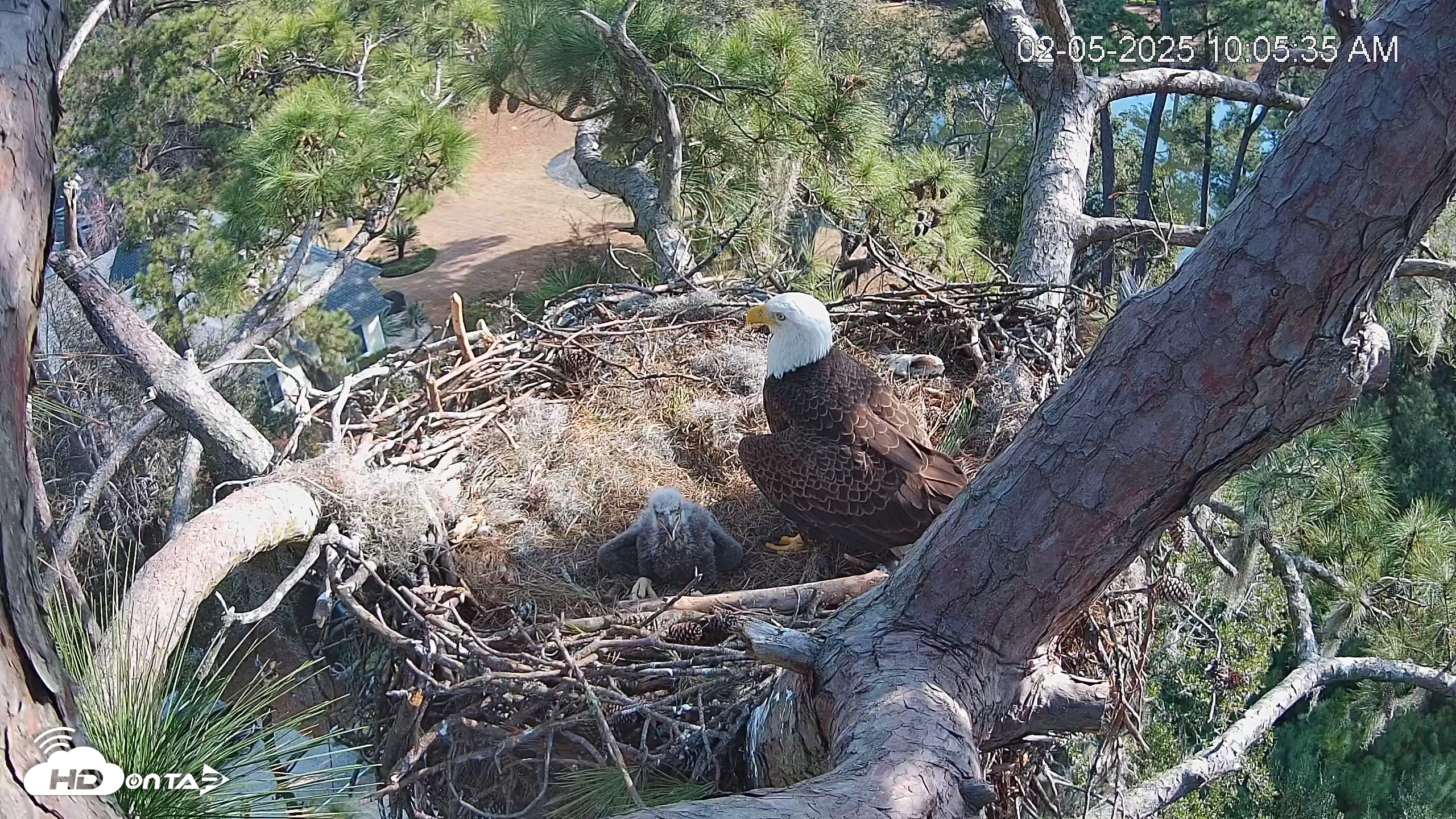 Snapshot of Dataw Island Conservancy Eagles Live Webcam taken Feb 5, 2025, 10:06am EST