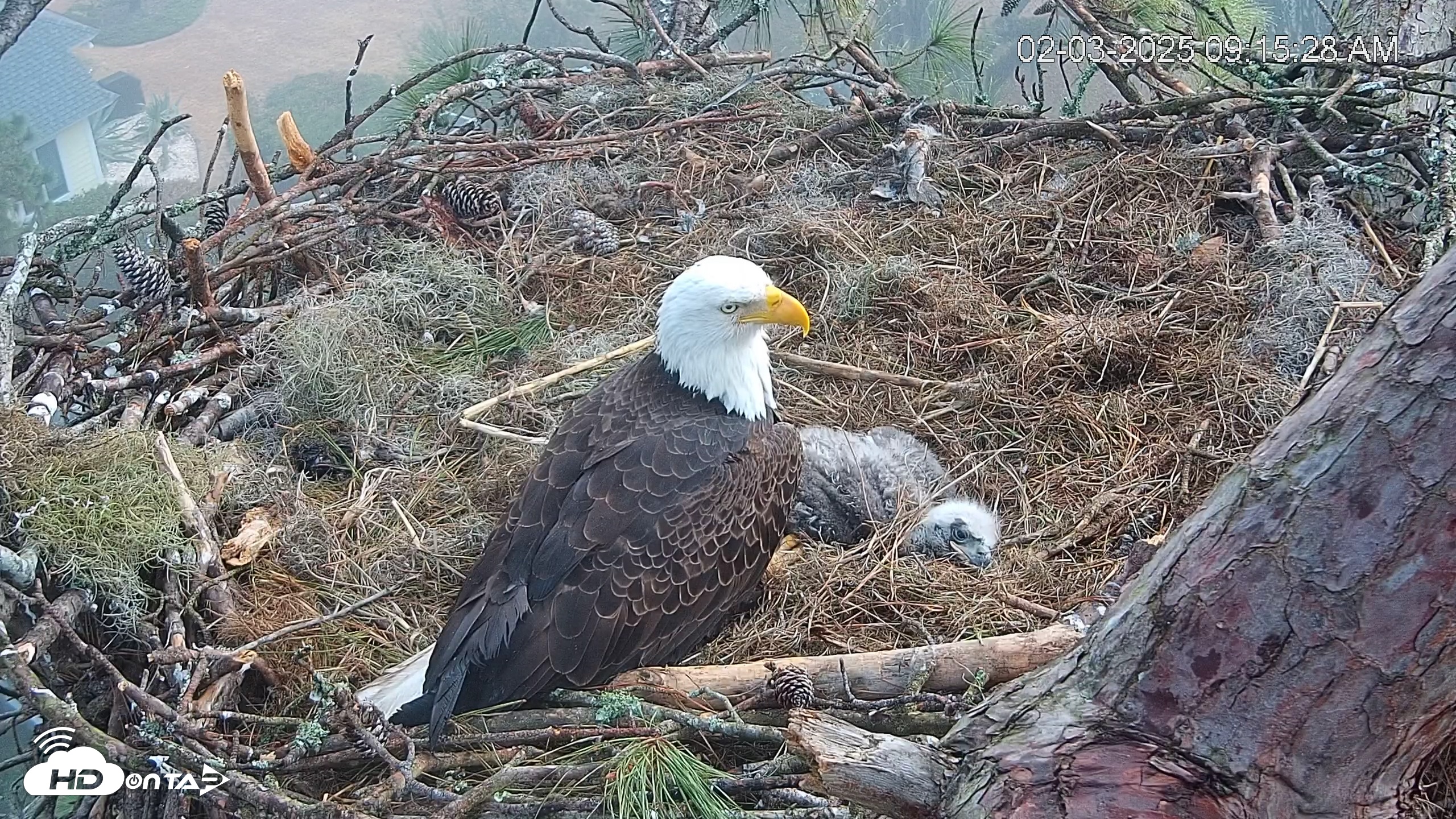 Snapshot of Dataw Island Conservancy Eagles Live Webcam taken Feb 3, 2025, 9:16am EST