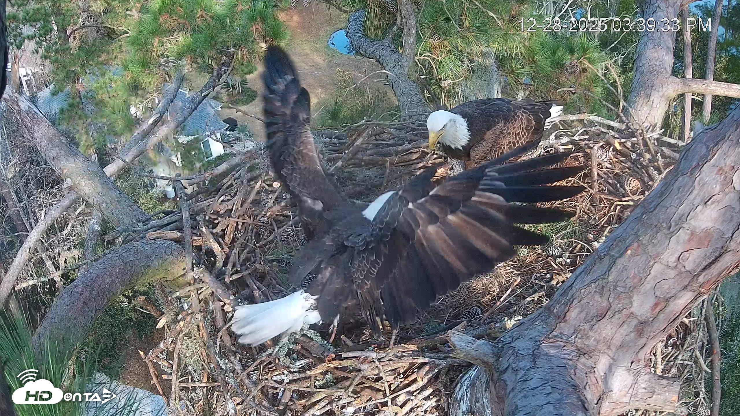 Snapshot of Dataw Island Conservancy Eagles Live Webcam taken Dec 28, 2025, 3:40pm EST