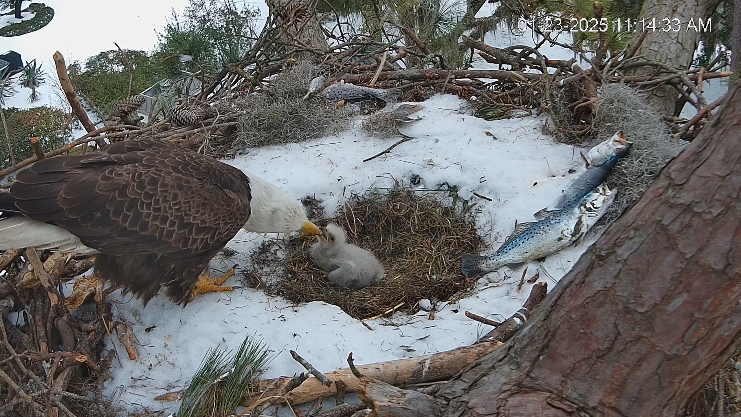 Snapshot of Dataw Island Conservancy Eagles Live Webcam taken Jan 23, 2025, 11:15am EST