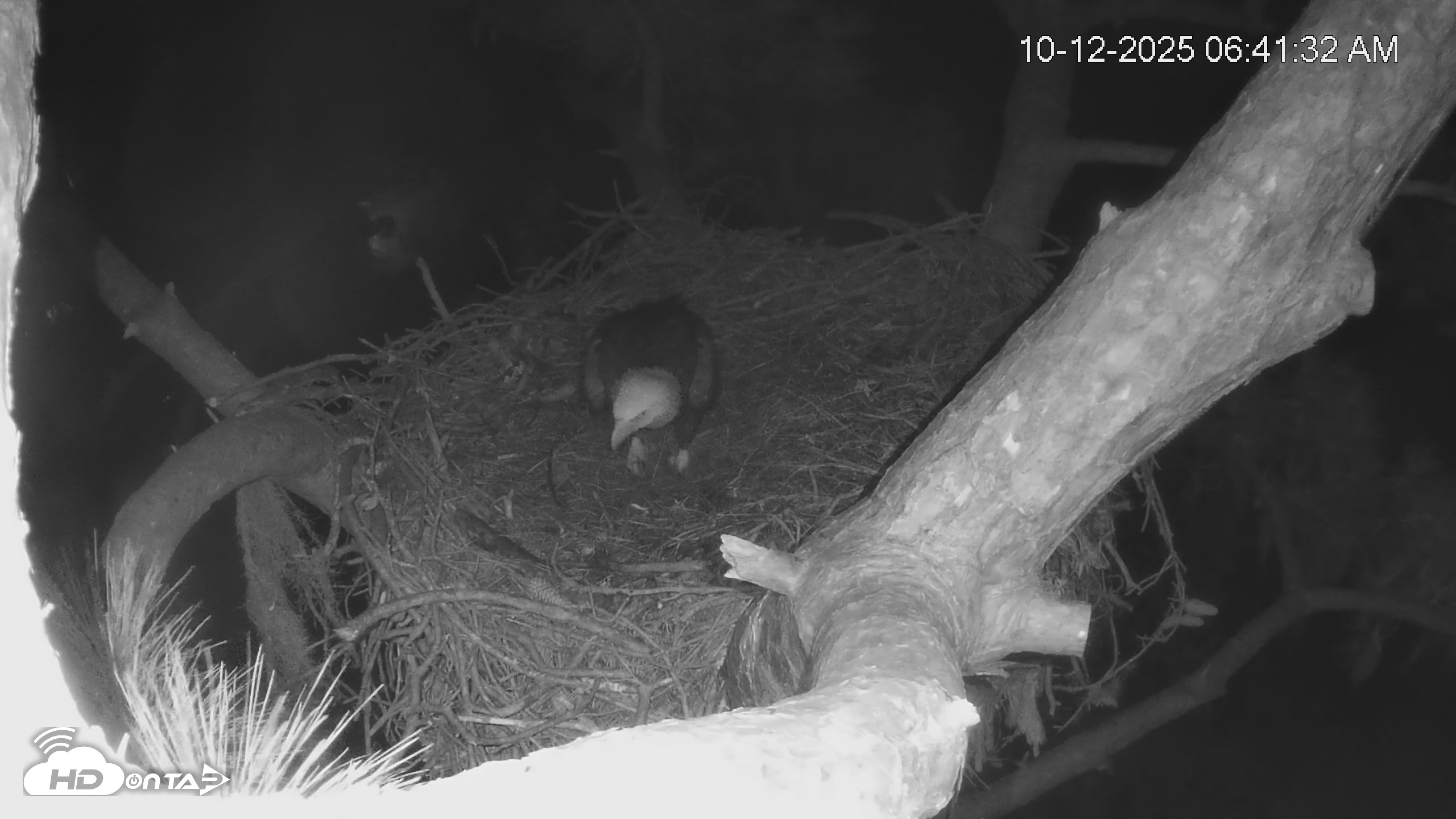 Snapshot of Dataw Island Conservancy Eagles Live Webcam taken Oct 12, 2025, 6:42am EDT