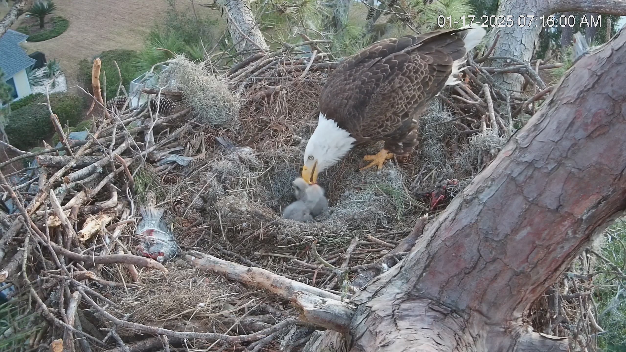 Snapshot of Dataw Island Conservancy Eagles Live Webcam taken Jan 17, 2025, 7:16am EST