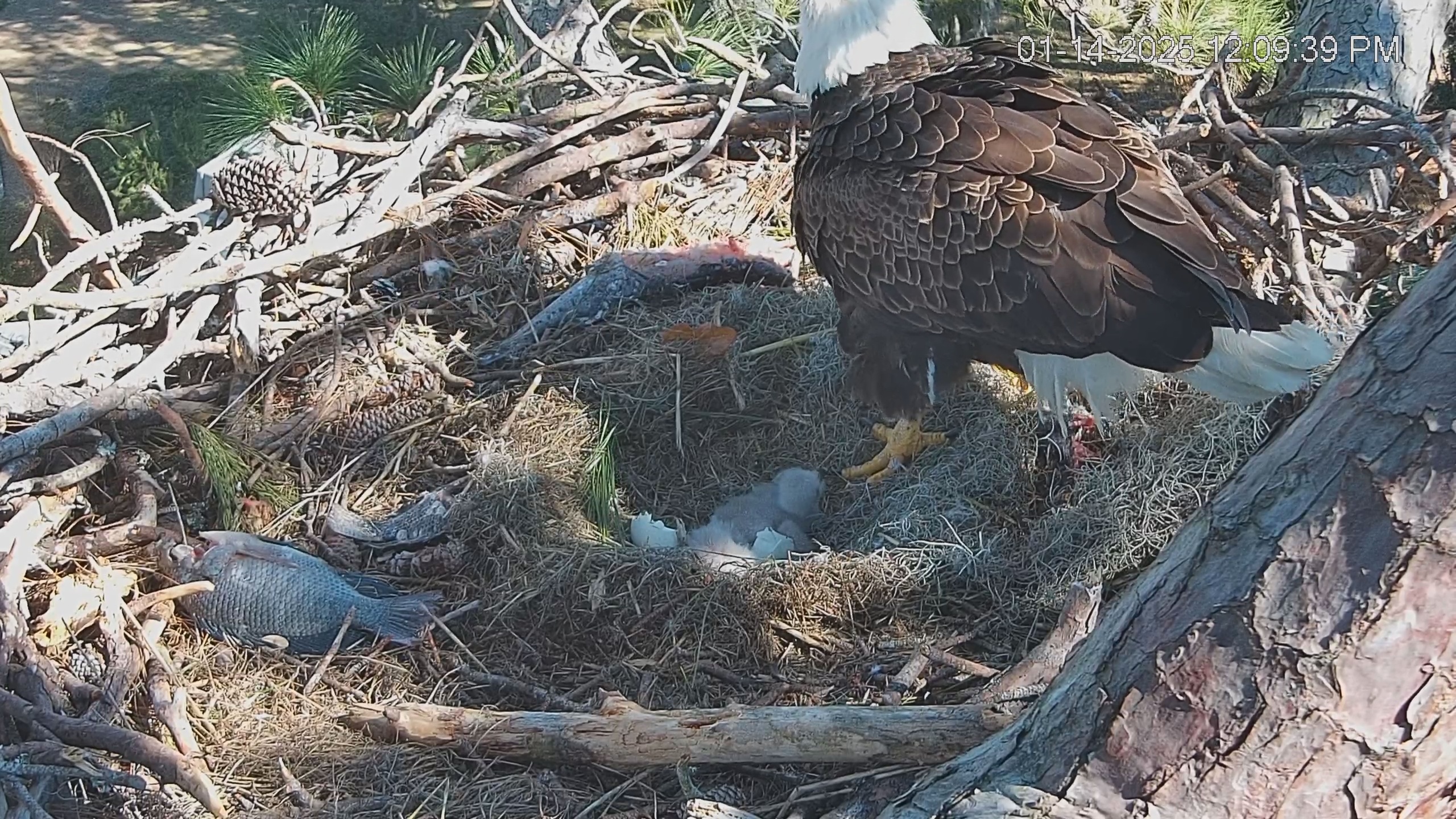 Snapshot of Dataw Island Conservancy Eagles Live Webcam taken Jan 14, 2025, 12:10pm EST