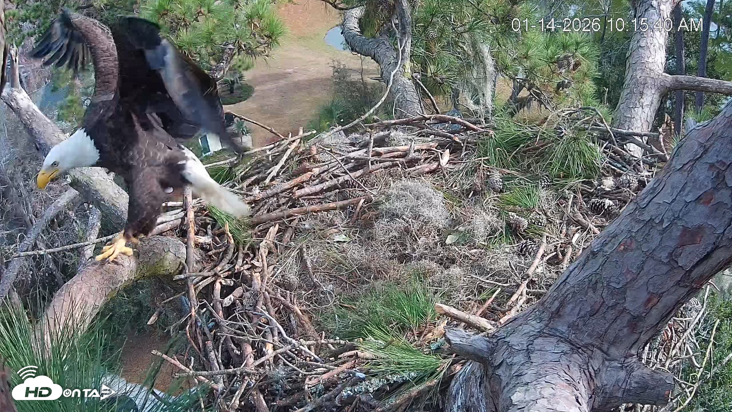 Snapshot of Dataw Island Conservancy Eagles Live Webcam taken Jan 14, 2026, 10:16am EST