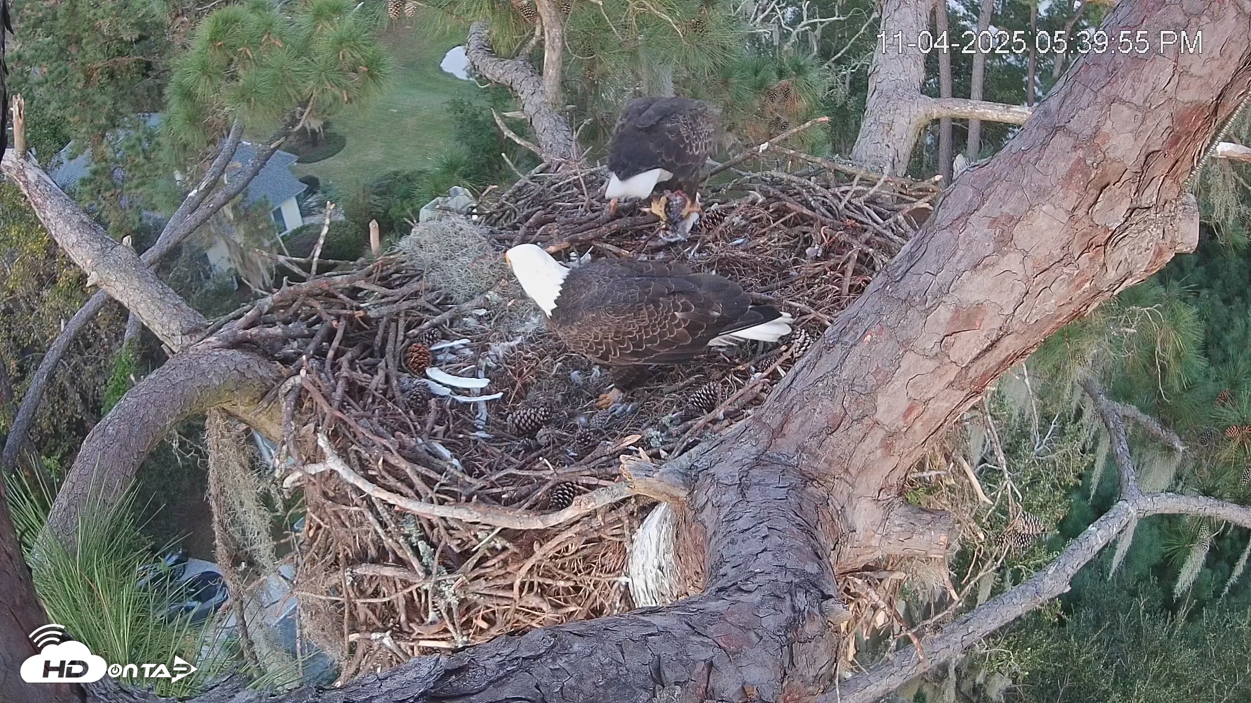 Snapshot of Dataw Island Conservancy Eagles Live Webcam taken Nov 4, 2025, 5:40pm EST